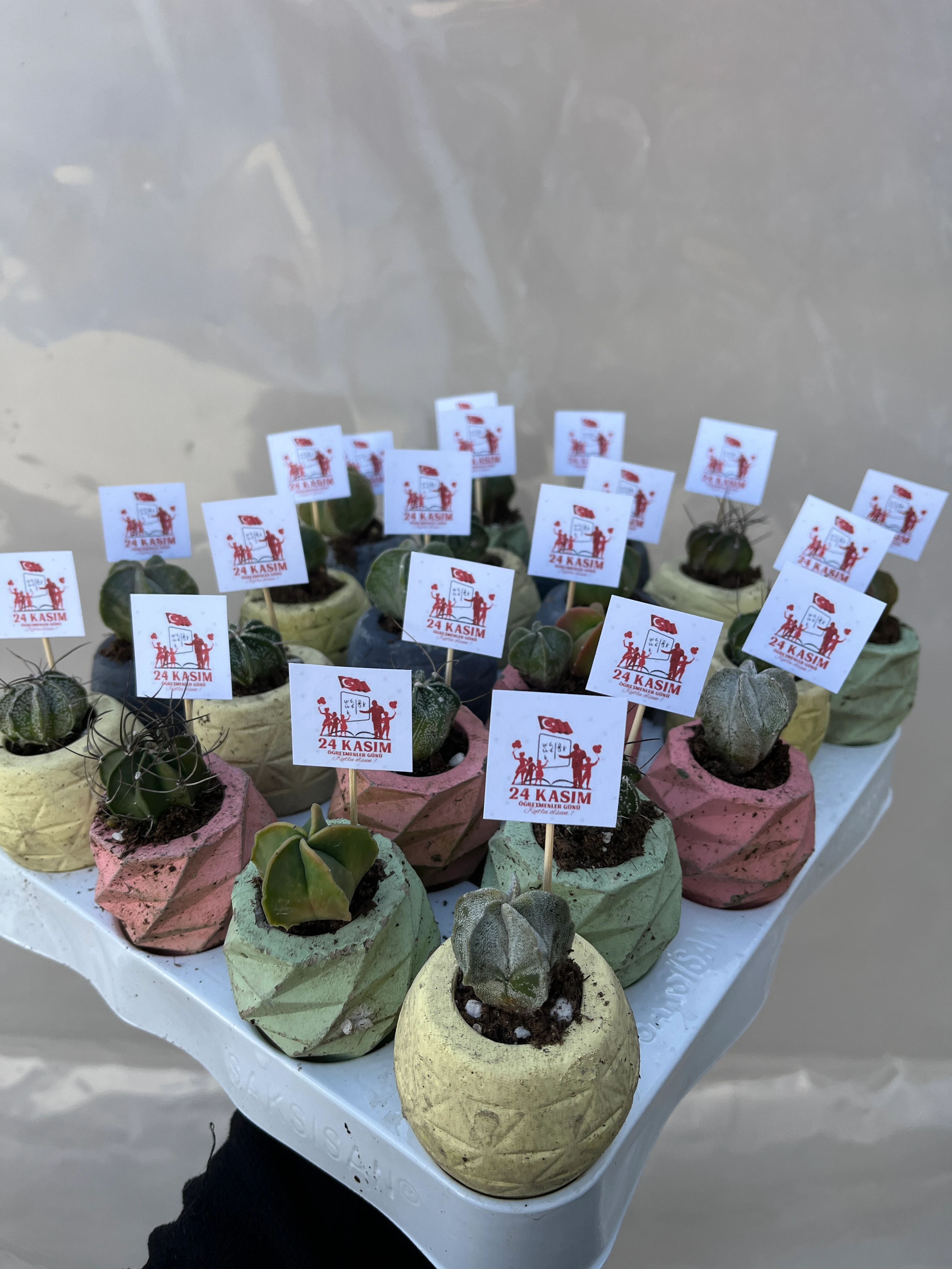 24 Kasım Öğretmenler Gününe Özel 10 Adet Kaktüs Set 
