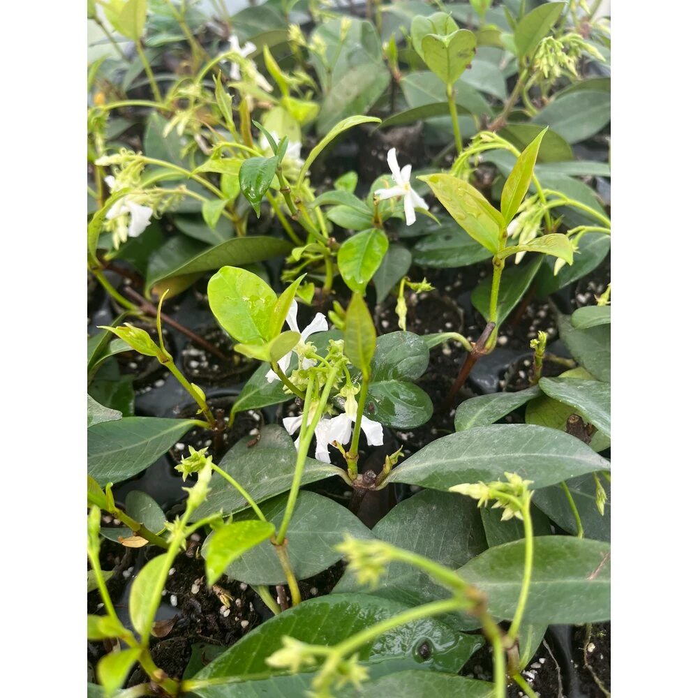 Arap yasemini fidesi 3lü