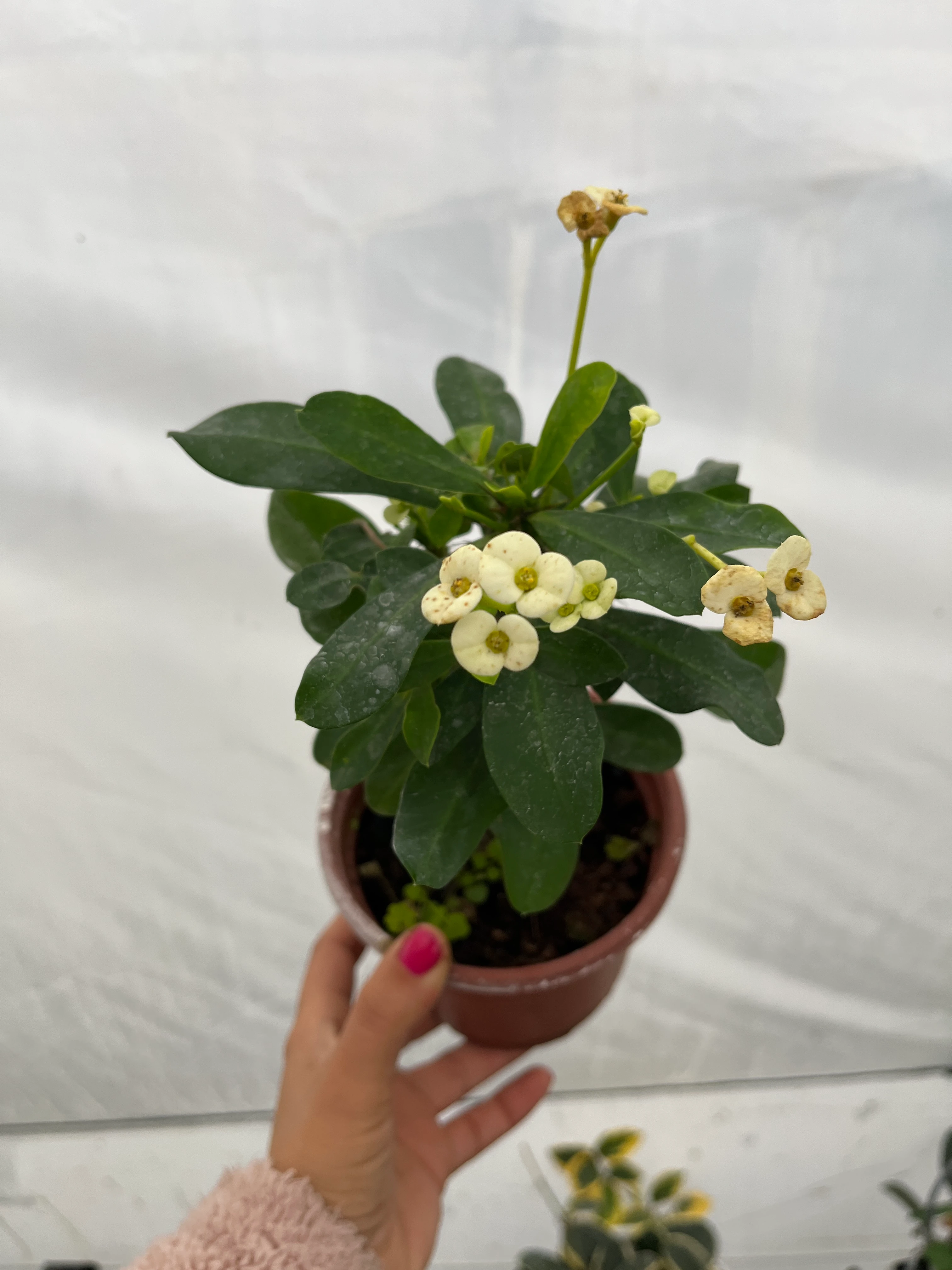 Dikenler Tacı Beyaz