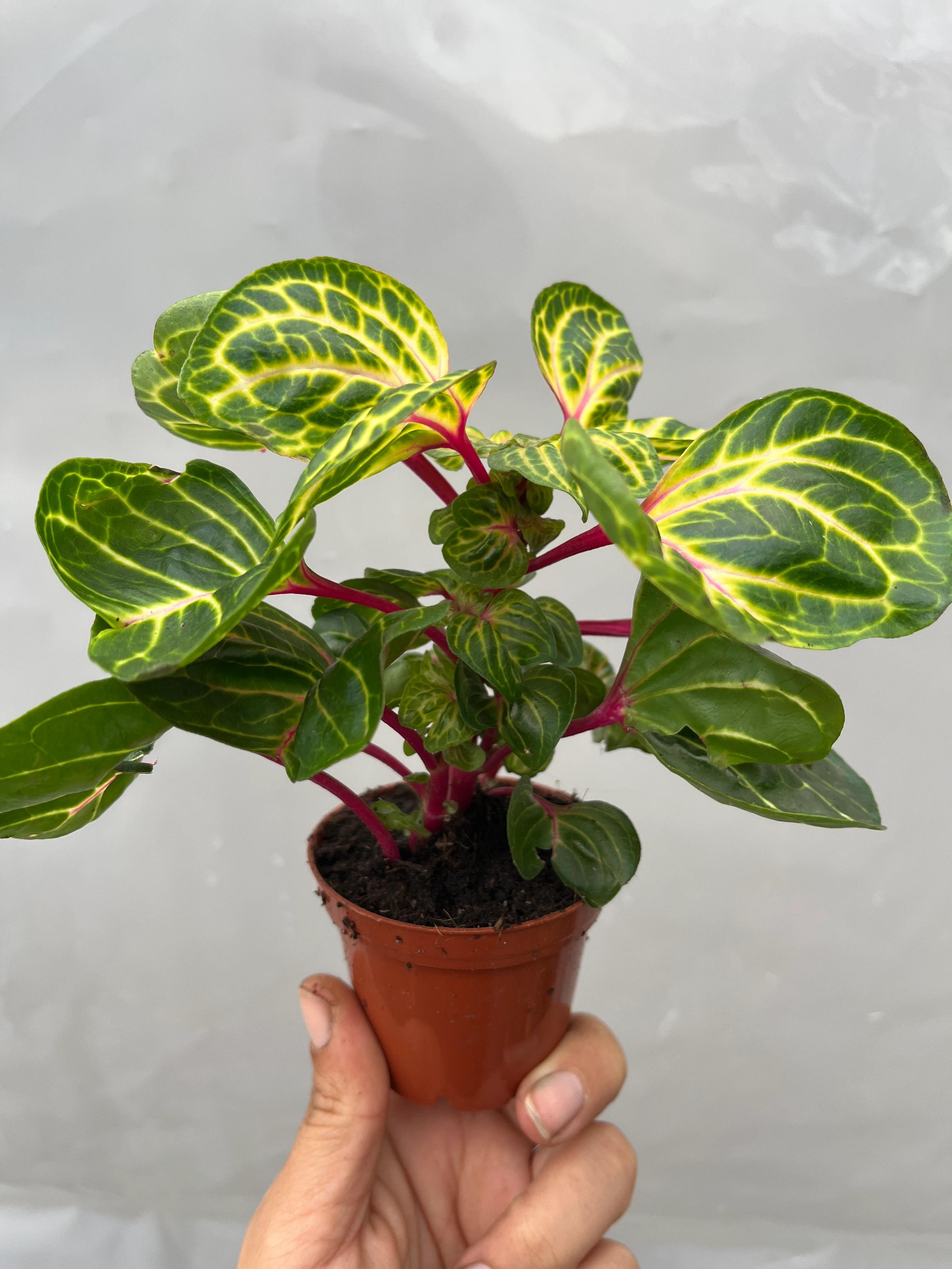 Iresine Herbstii Çingene Şalvarı Çiçeği 