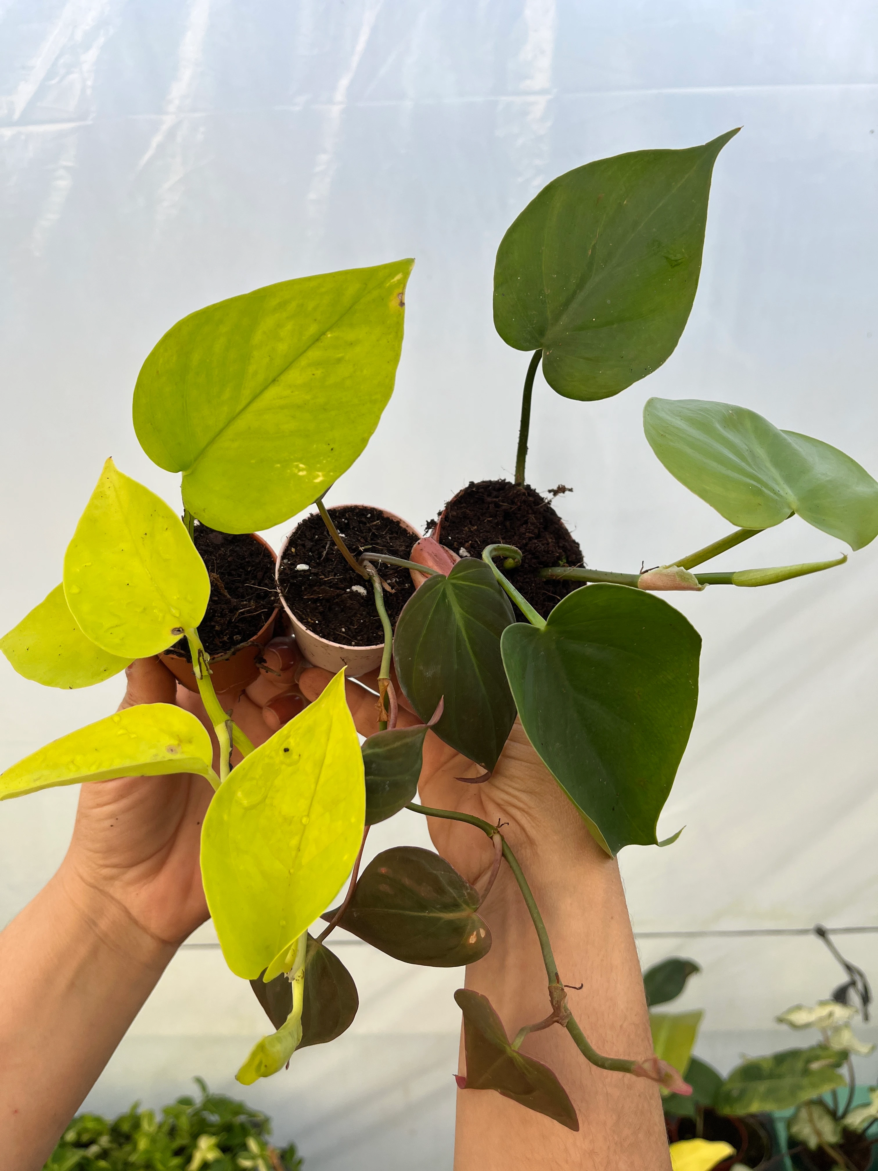 Salon Sarmaşık Set 3lü