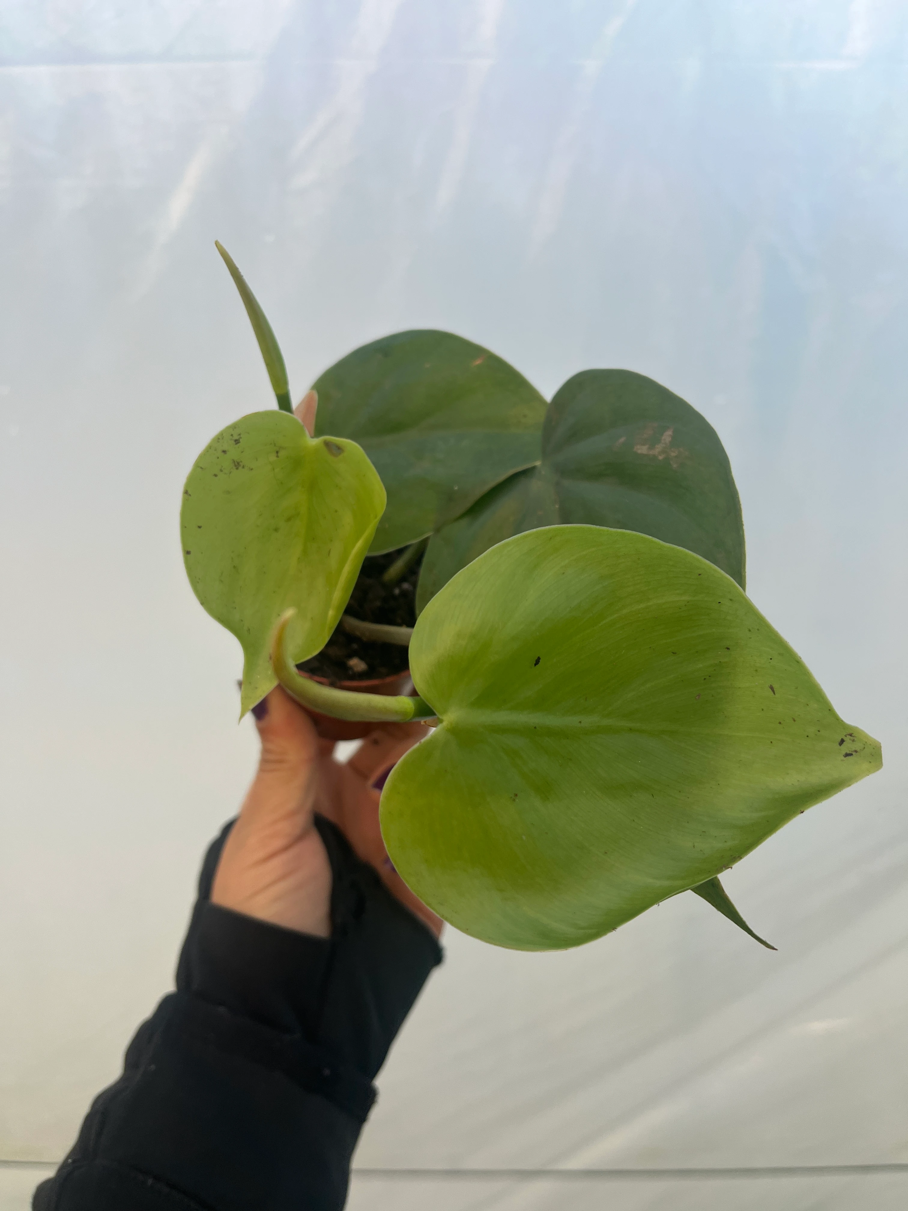 Philodendron Heartleaf  