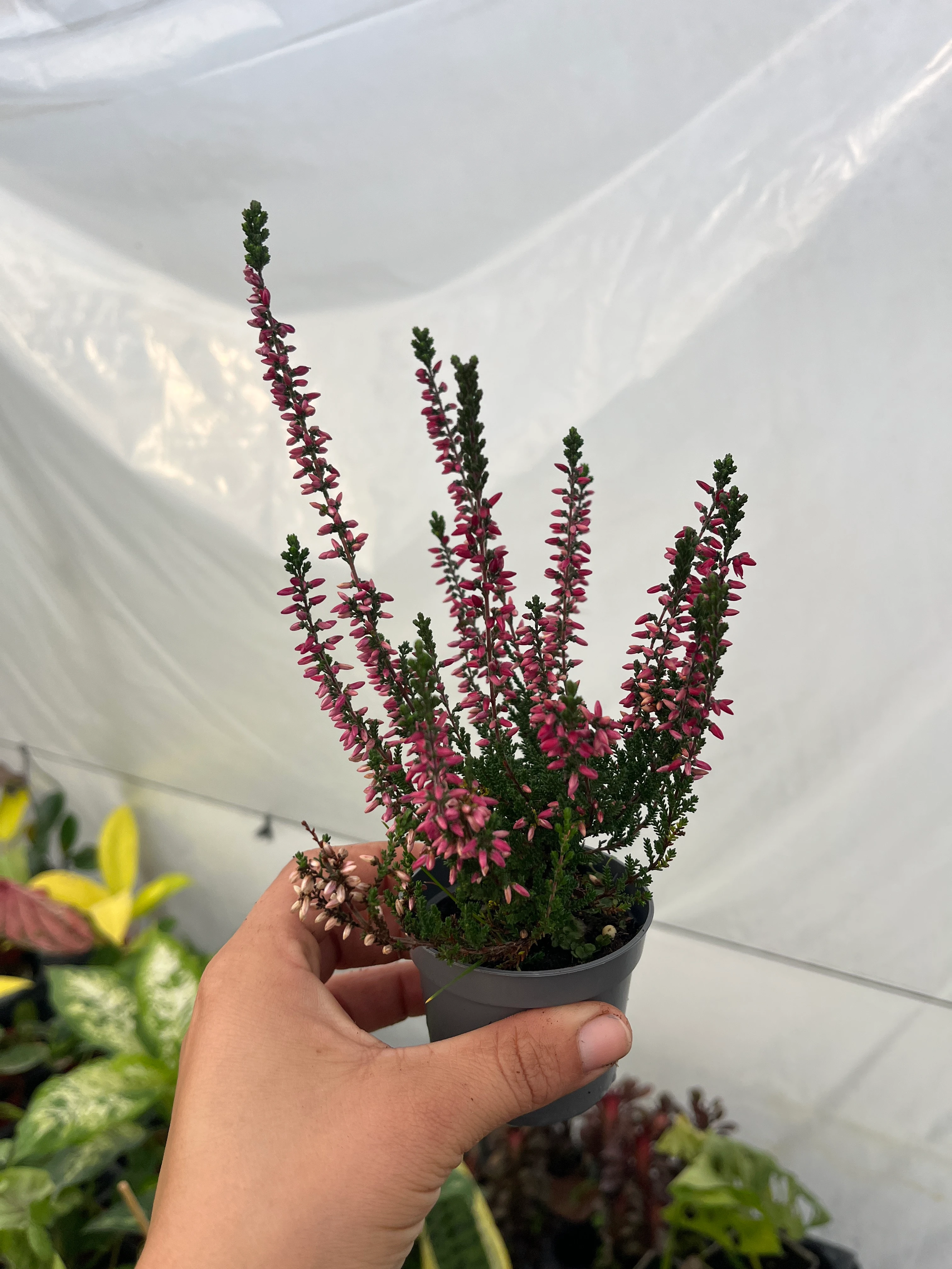 Erika Funda Çiçeği Fuşya 