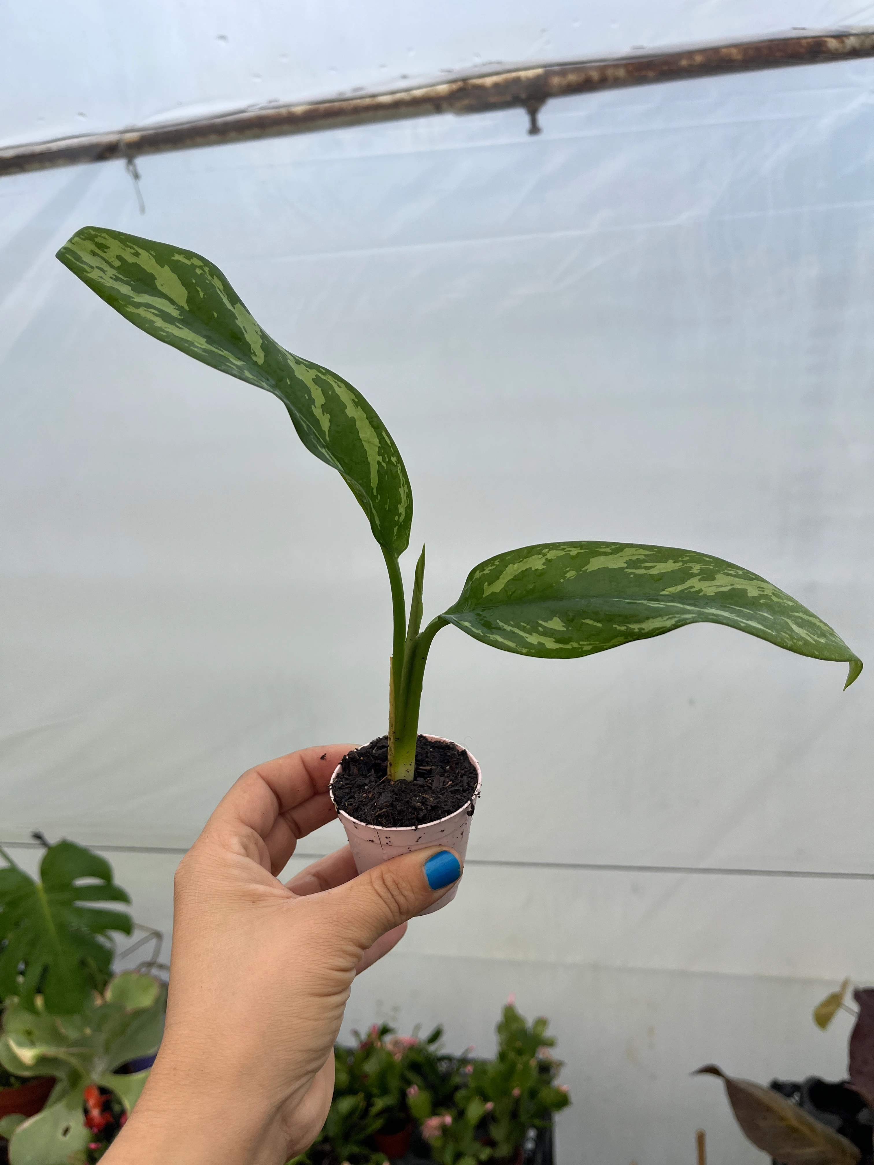 aglaonema Maria Fide