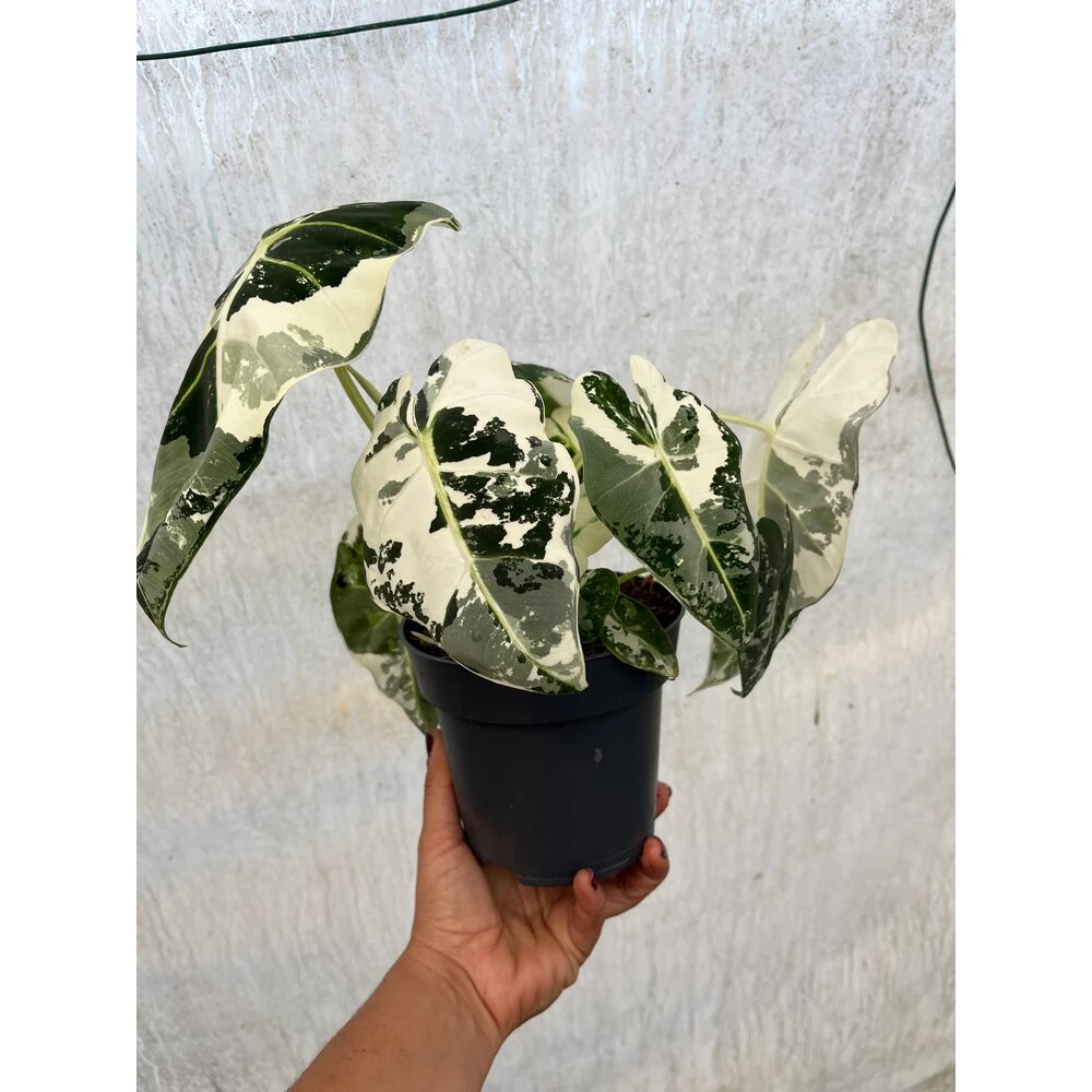 Alocasia Albo