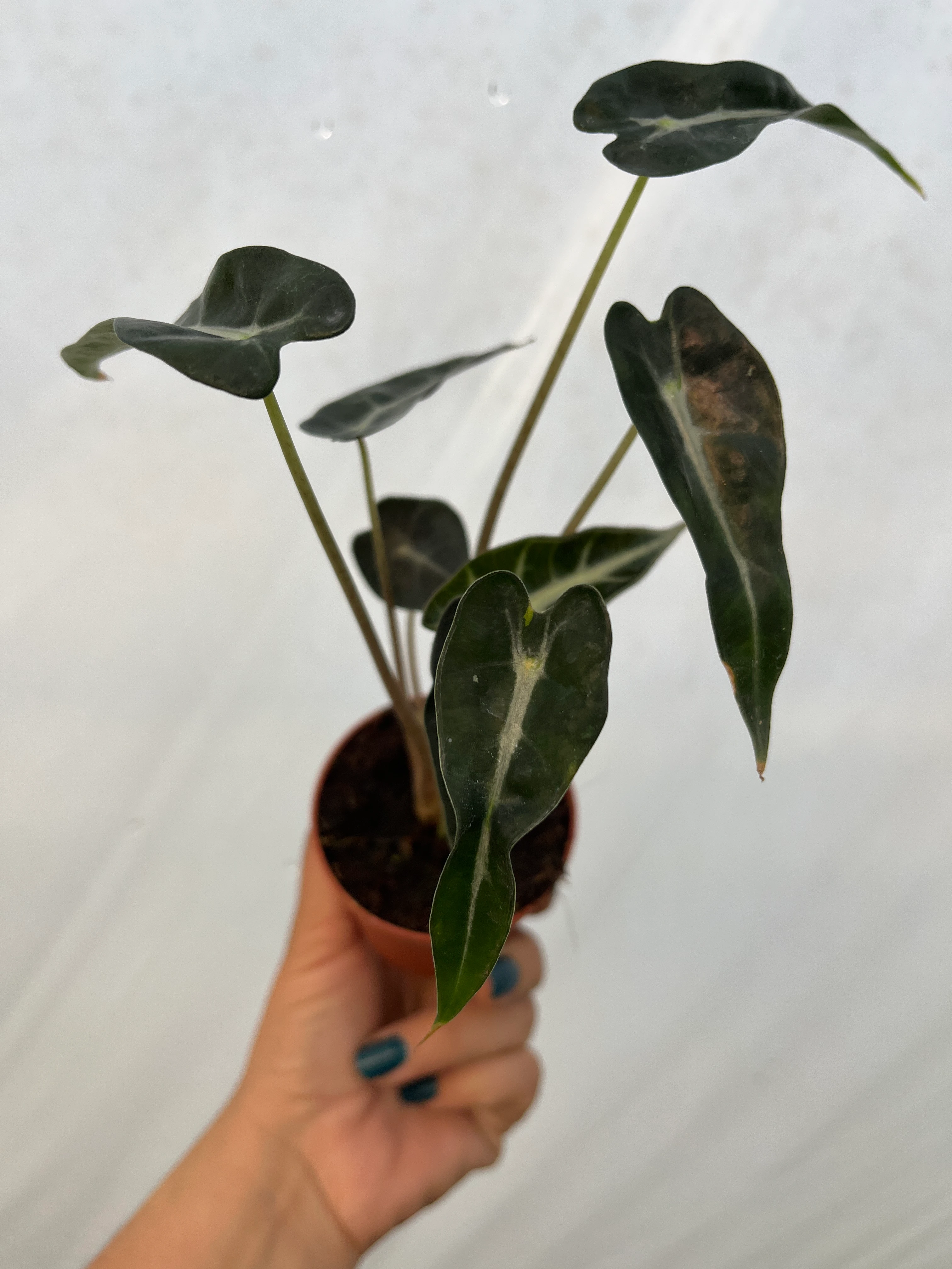 Alocasia Bambino Fil Kulağı