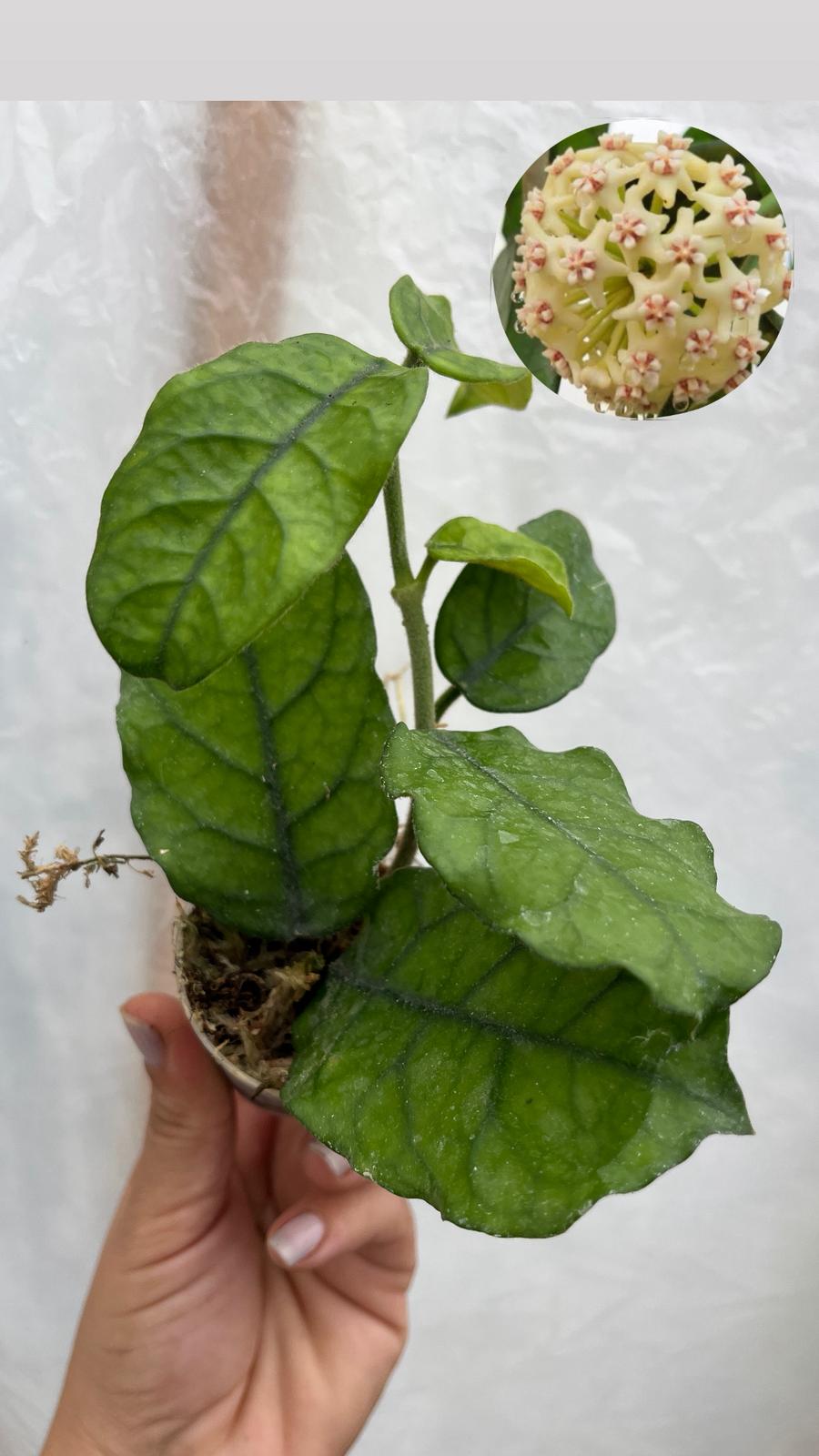 Hoya Villosa Mum Çiçeği 5,5lik Saksıda