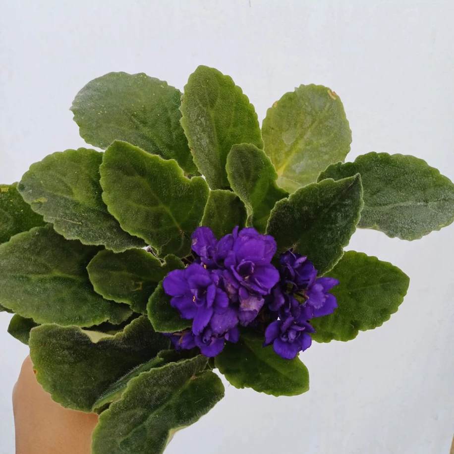 Afrika Menekşesi Mor