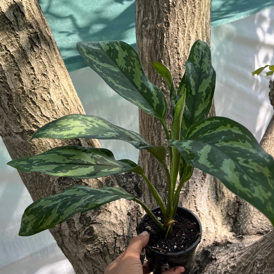 Aglaonema Maria