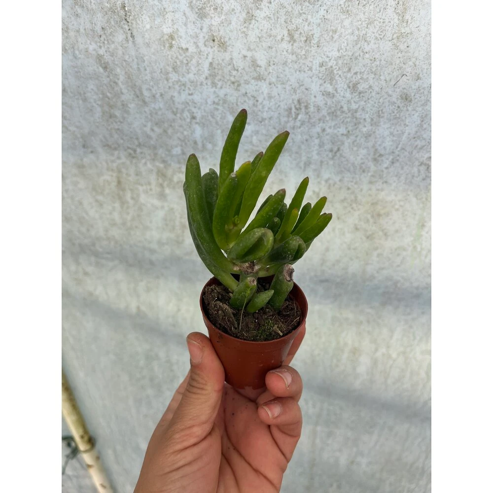Crassula Gollum