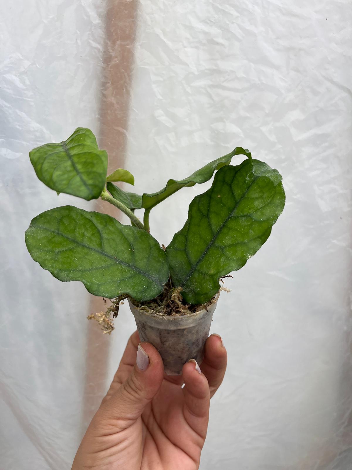 Hoya Villosa Mum Çiçeği 5,5lik Saksıda