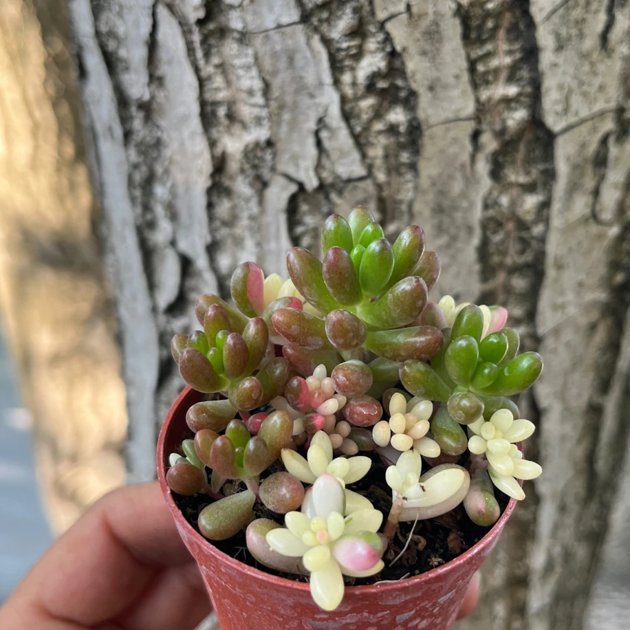 Jelibon Sukulent Variegata