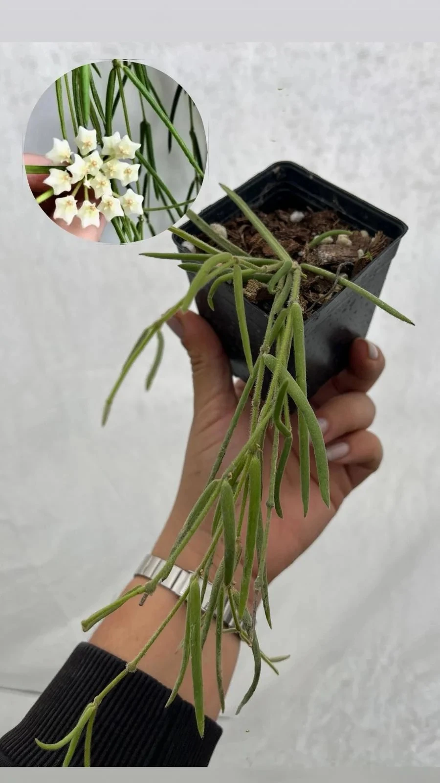 Hoya Linearis Mum Çiçeği 9luk Saksıda