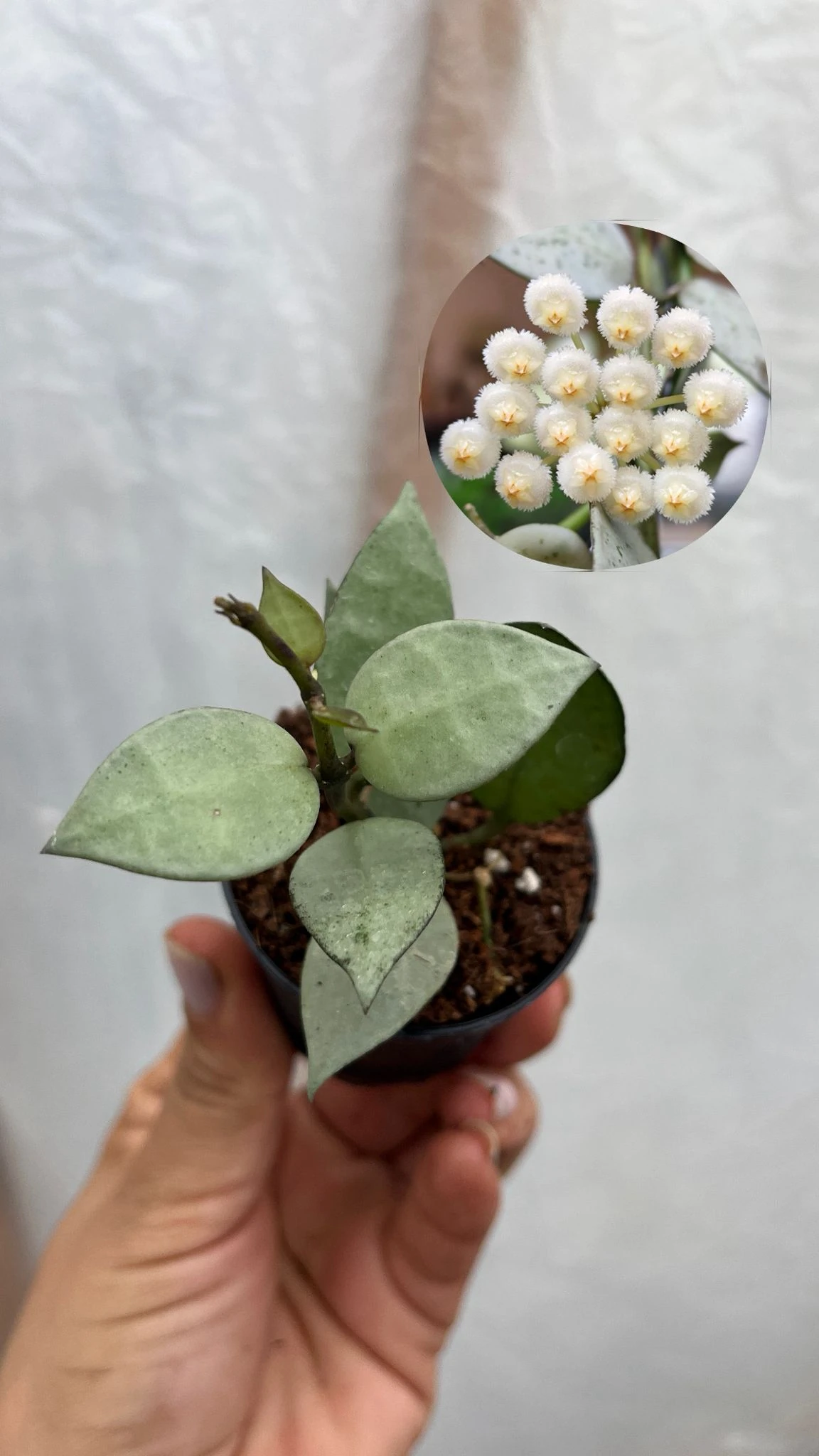 Hoya Eskimo Fide 5,5lik Saksıda 