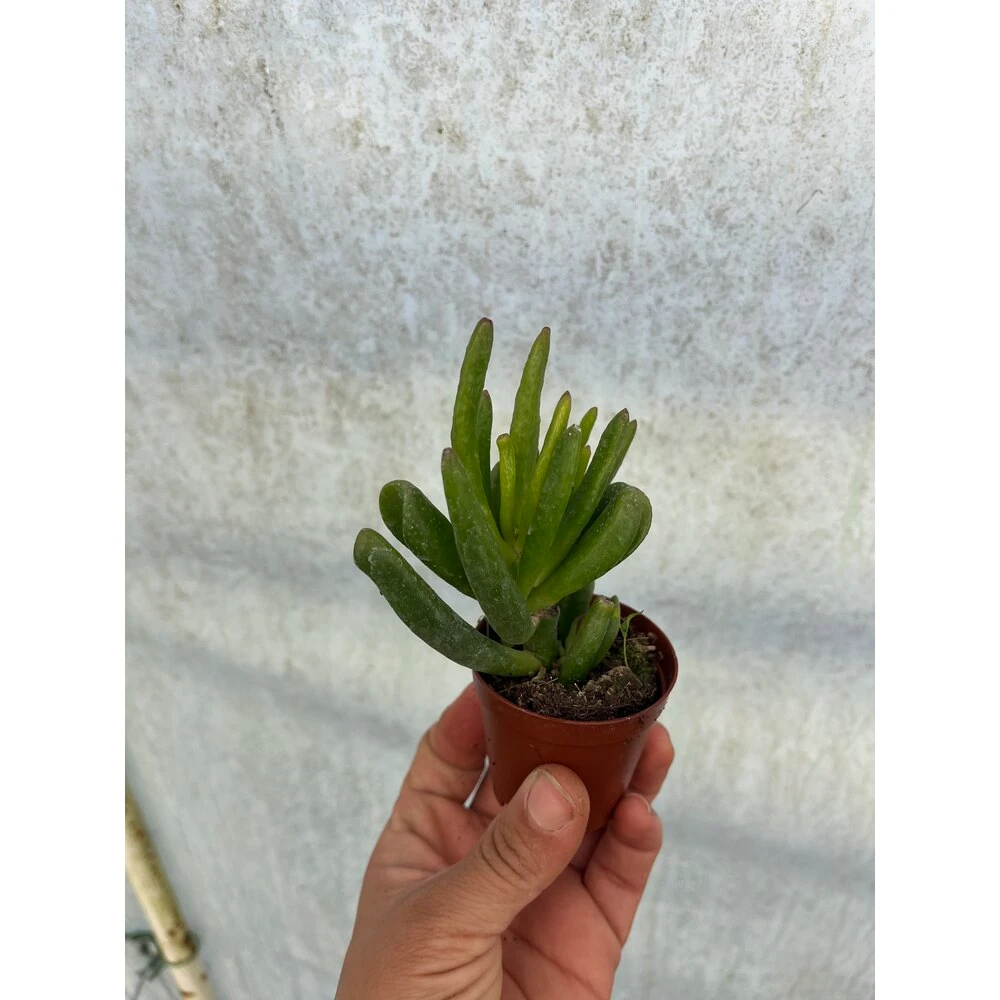 Crassula Gollum