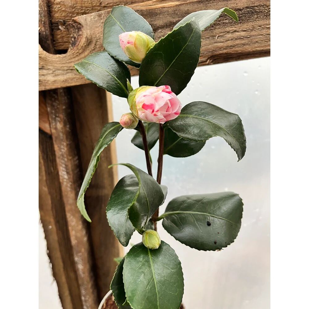 Japon Kamelyası Ebruli 8,5lik Saksıda