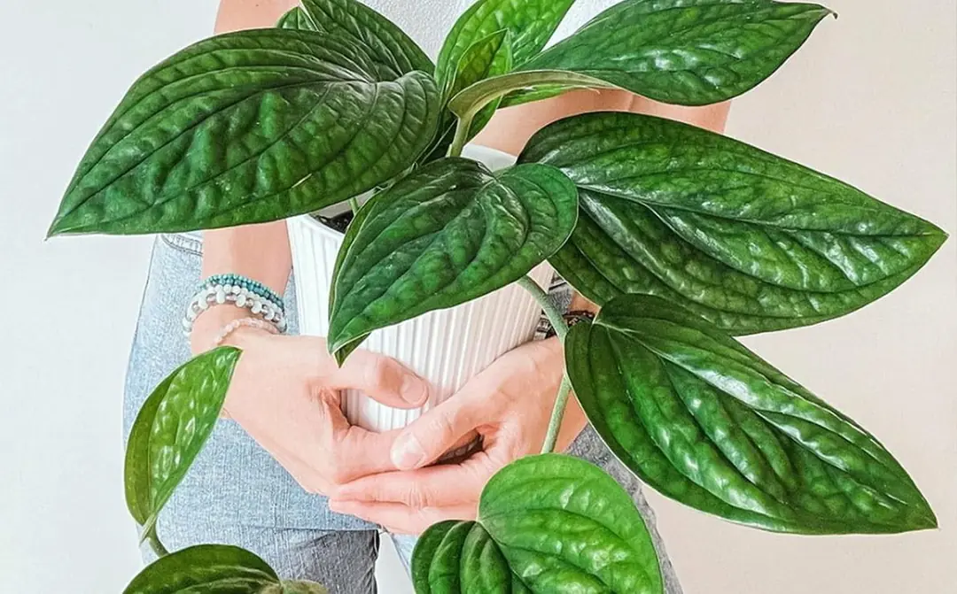 philodendron grizzly Philodendron Brasil (Philodendron hederaceum)
