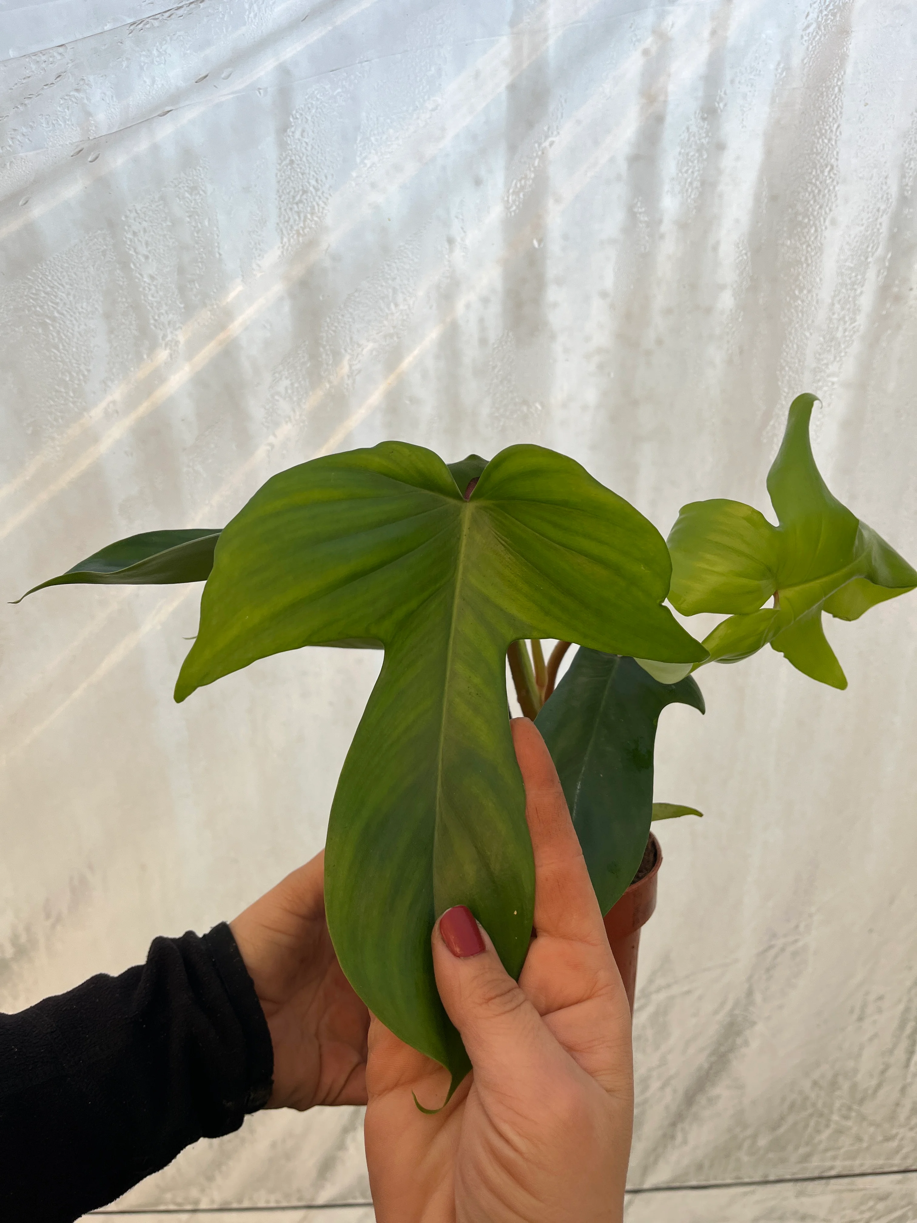 Erstaunlich Philodendron Florida Green Fotos