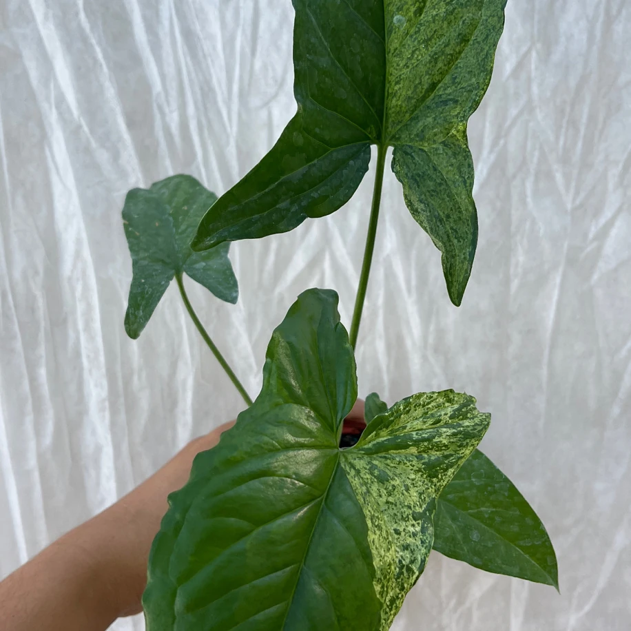 Syngonium Mojito