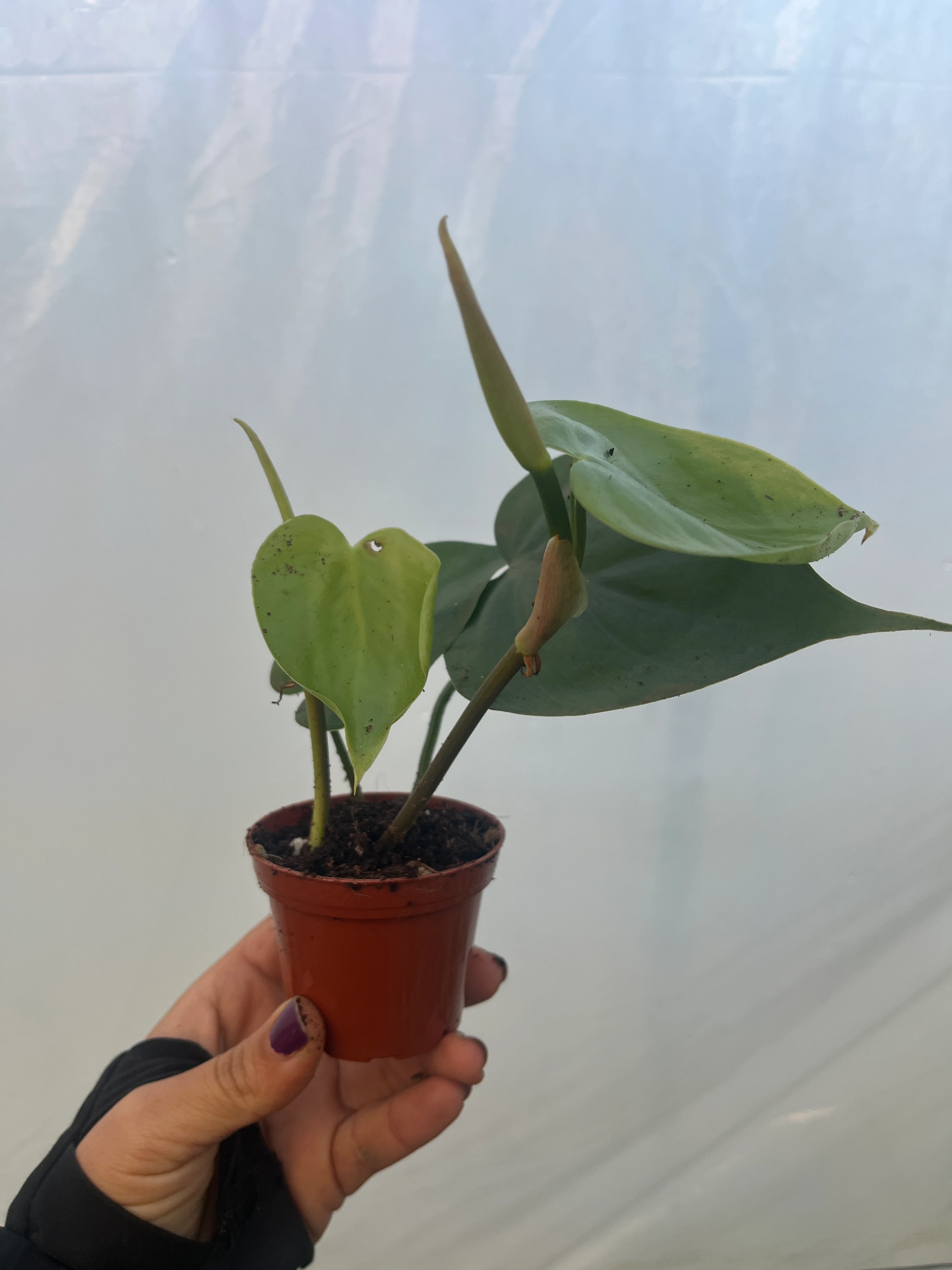 Philodendron Heartleaf  