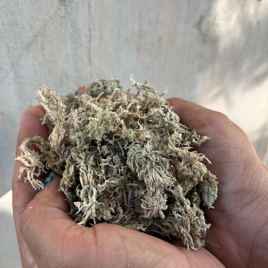 Sphagnum Moss bitki köklendirme yosunu 25gram