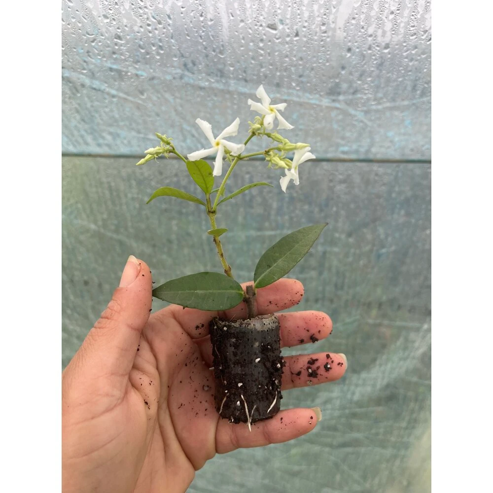 Arap yasemini fidesi 3lü