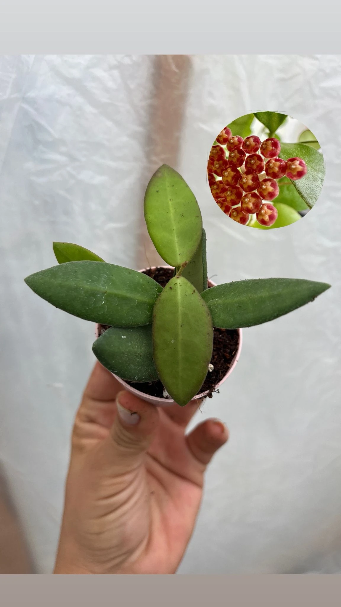 Hoya Bilobata Mum Çiçeği Fidesi 5,5 lik Saksıda 