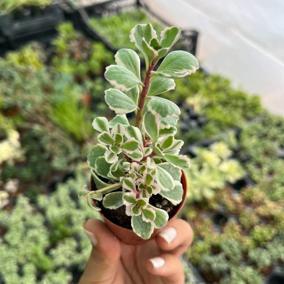 Sedum tricolor