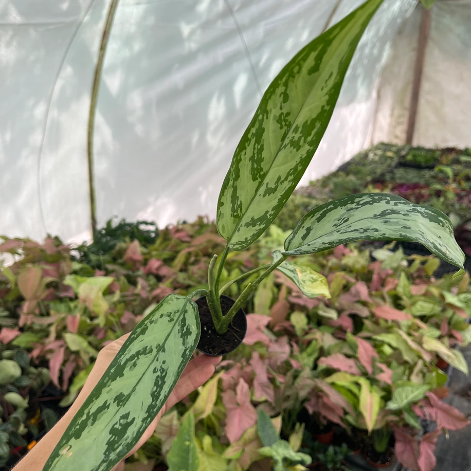 Aglaonema Fide