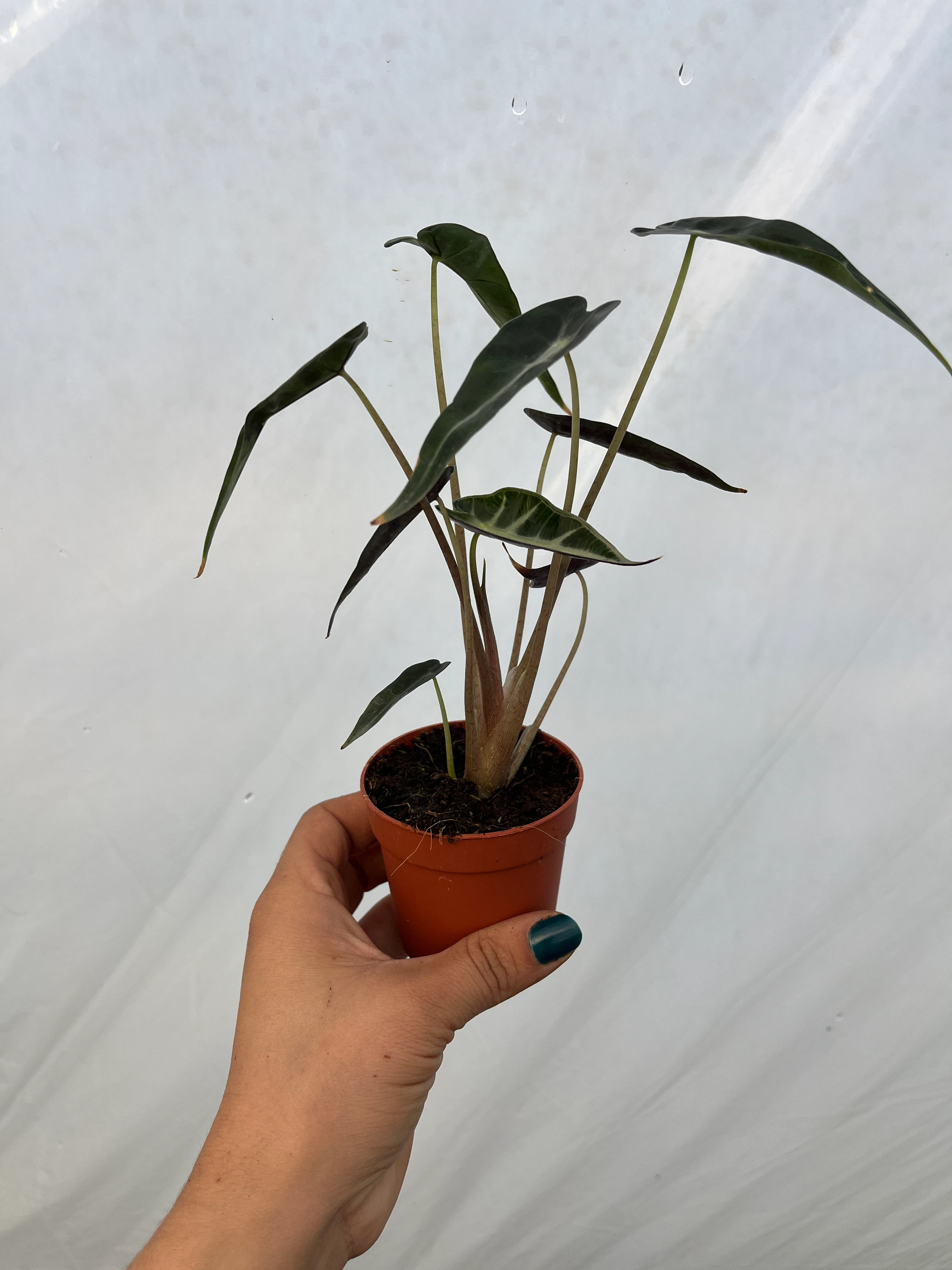 Alocasia Bambino Fil Kulağı