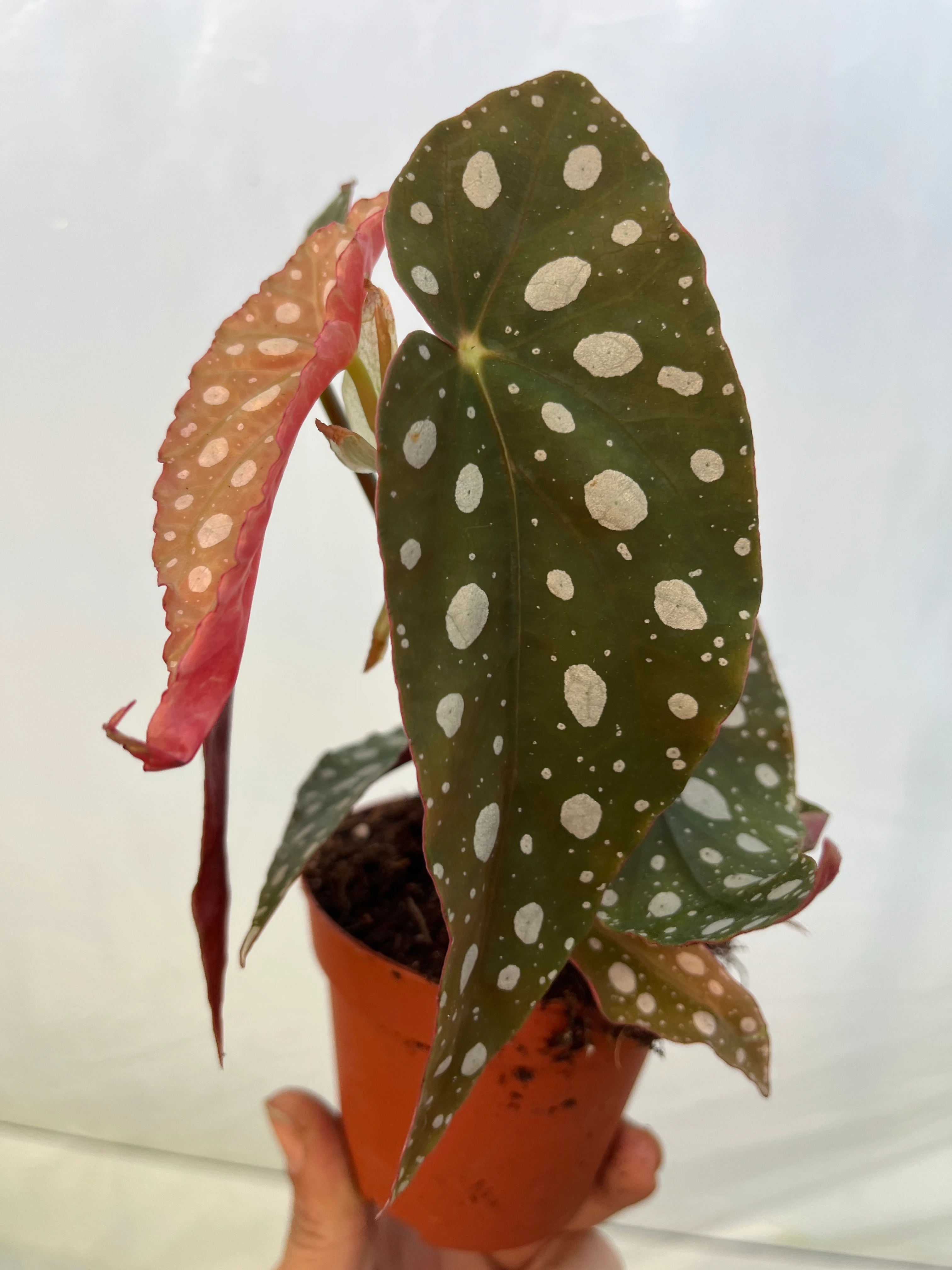 Begonya Maculata Wightii