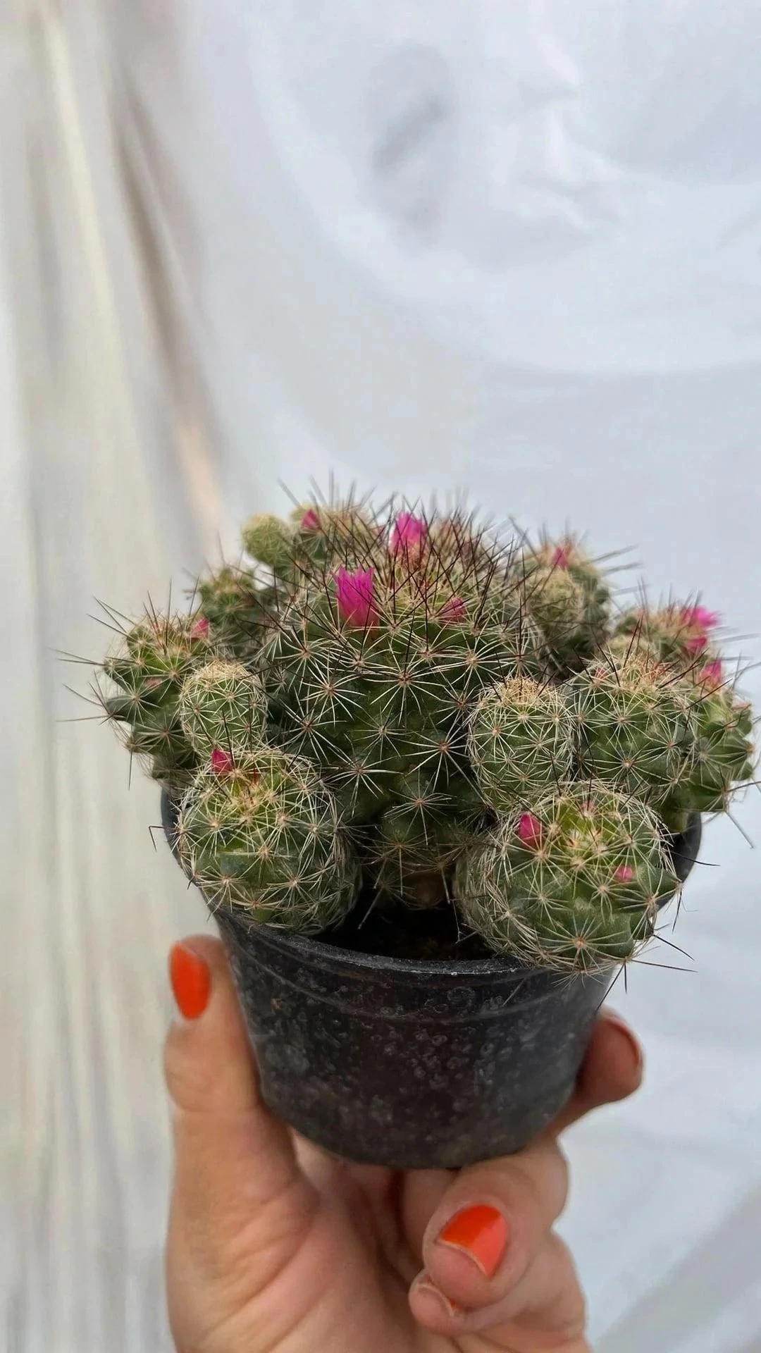 Çiçekli Kaktüs 10,5 lik saksıda