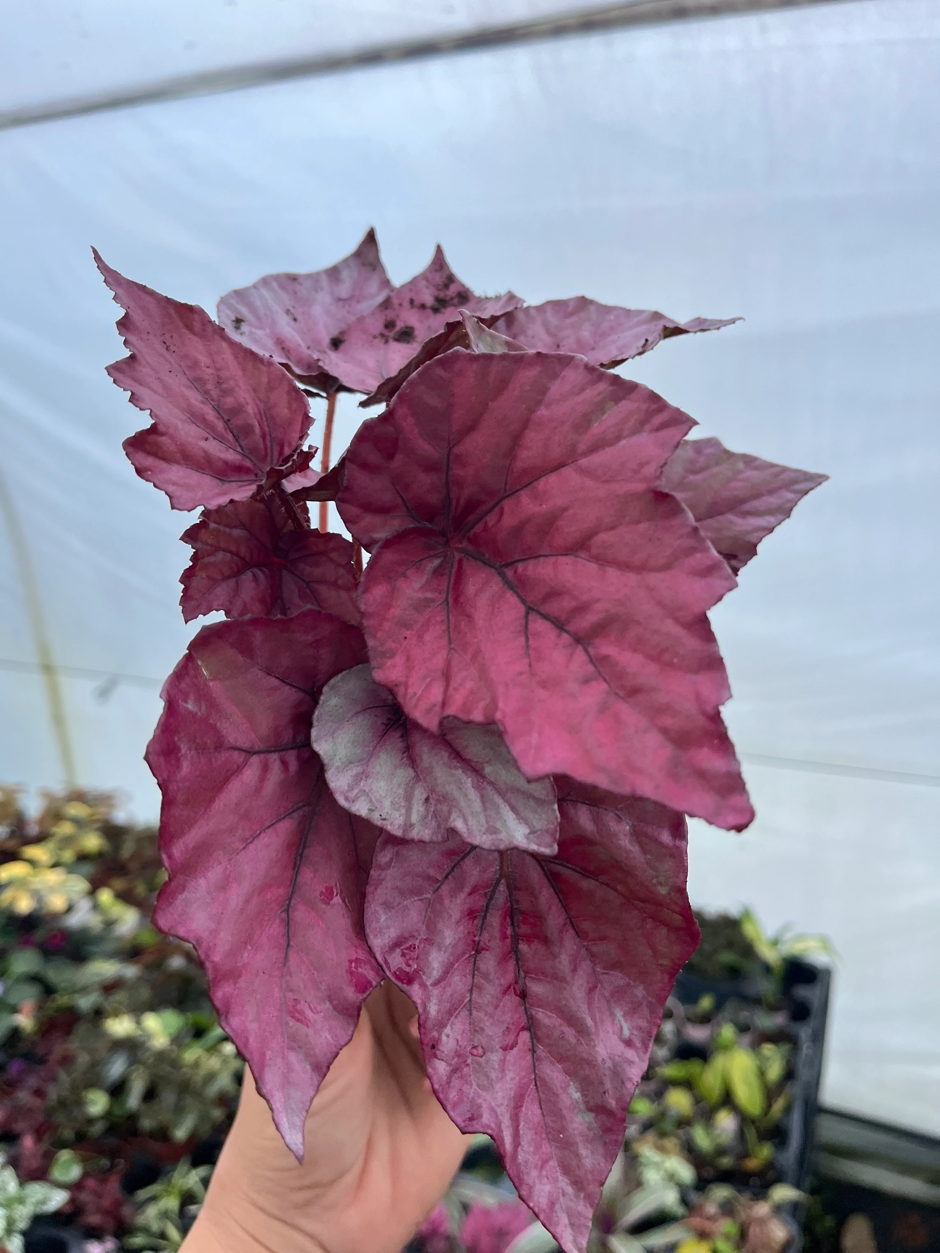 Rex Begonia Inca Flame