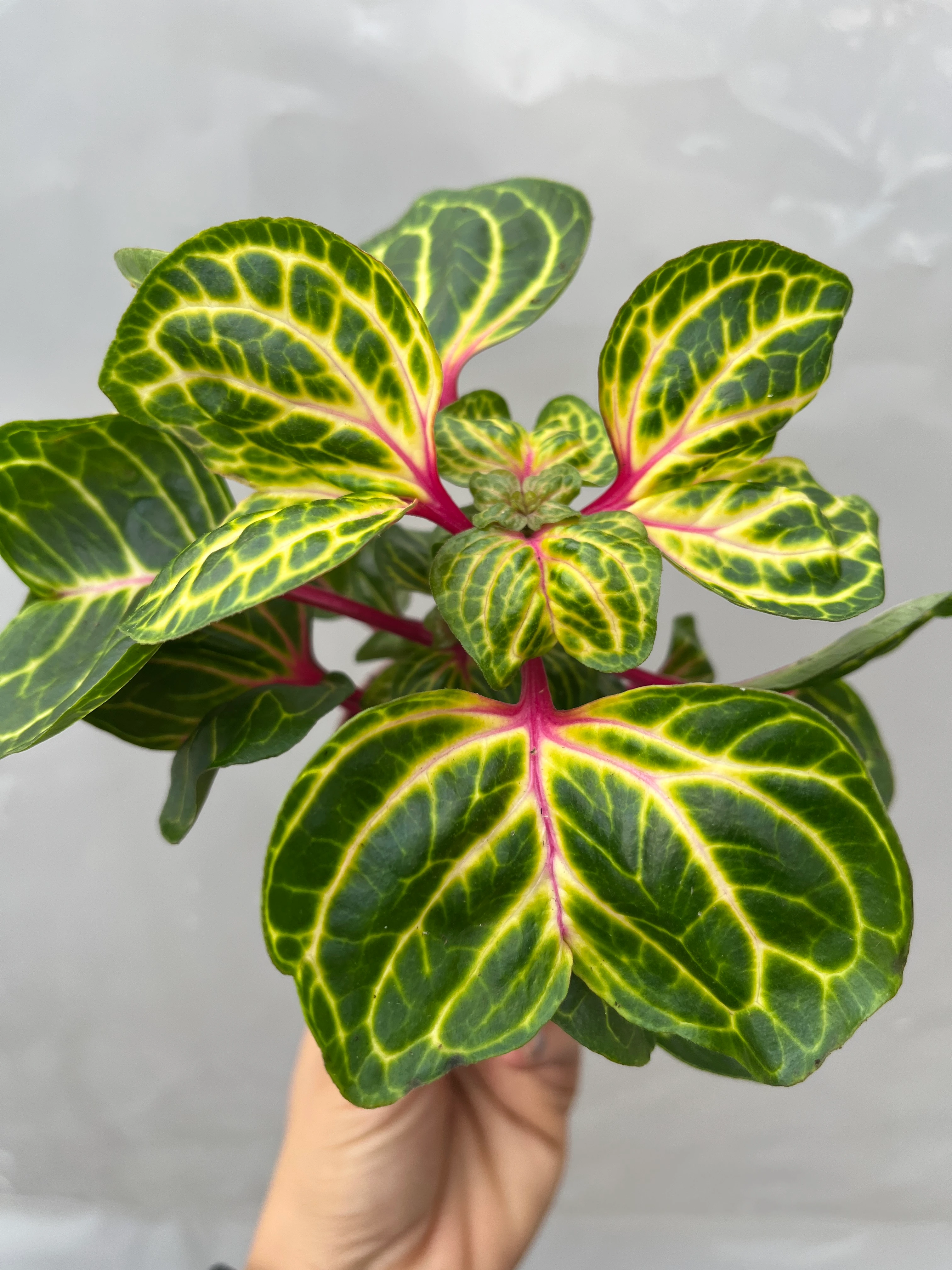 Iresine Herbstii Çingene Şalvarı Çiçeği 