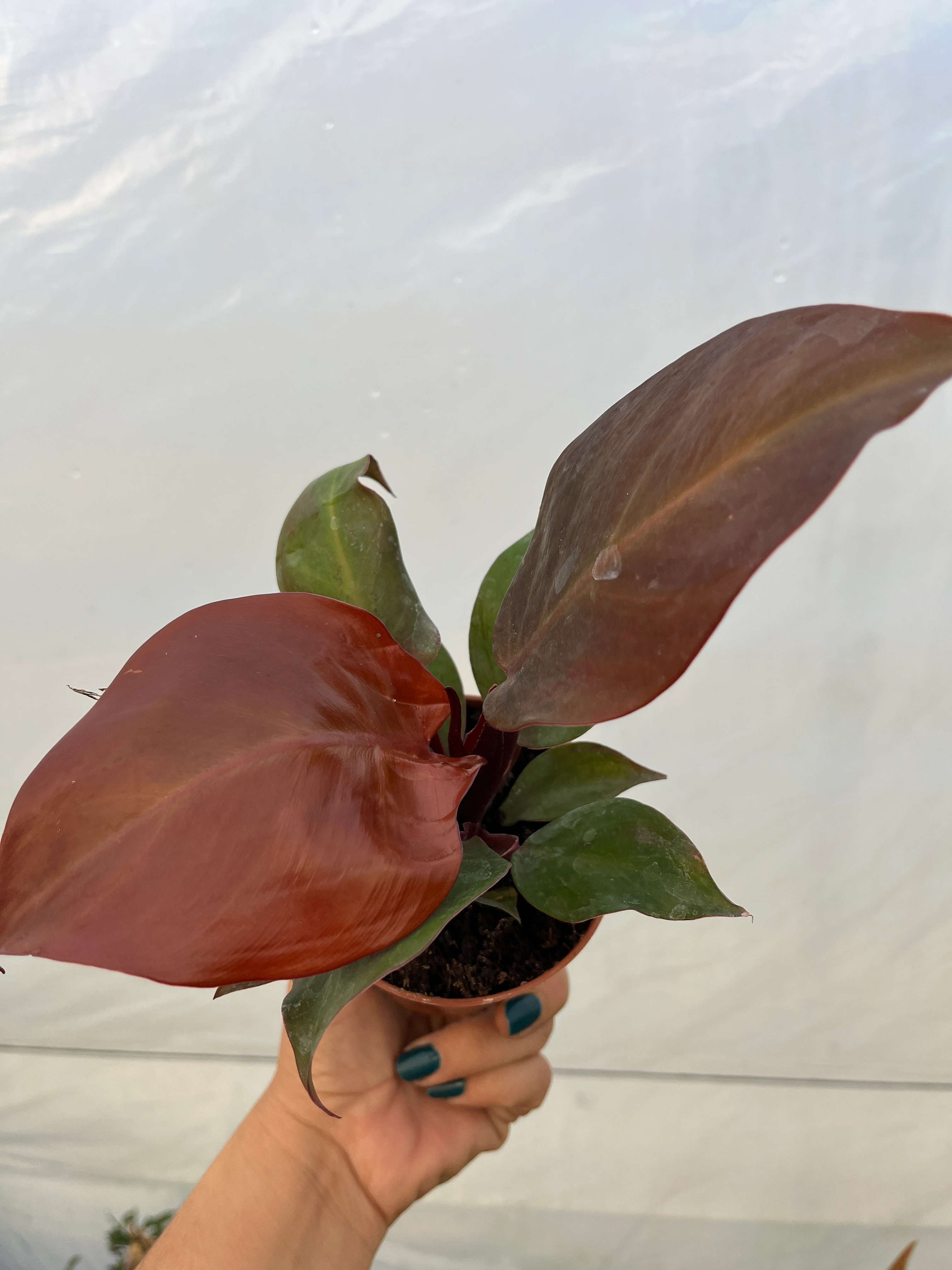 Philodendron Red Sun