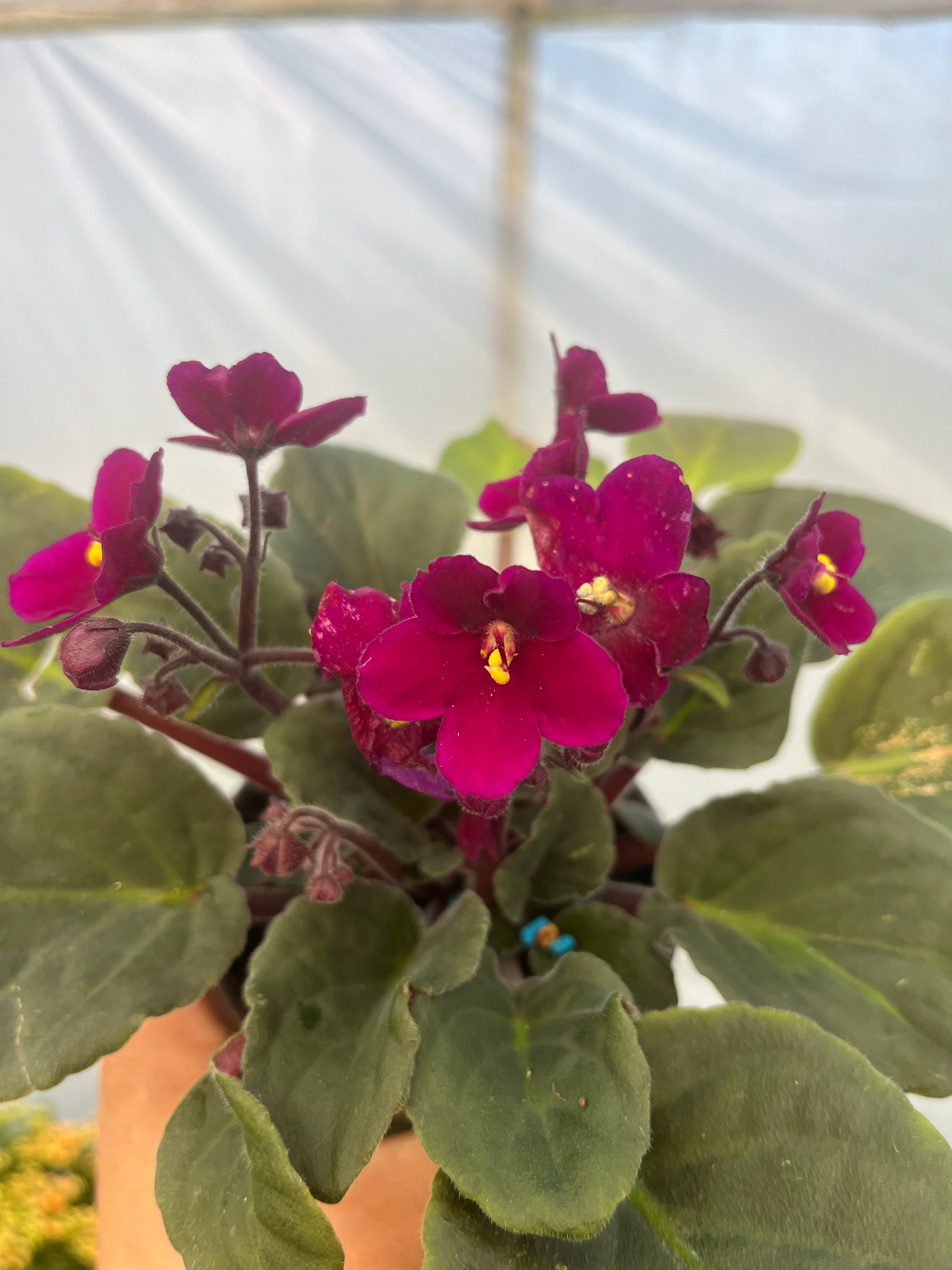 Afrika Menekşesi Fuşya