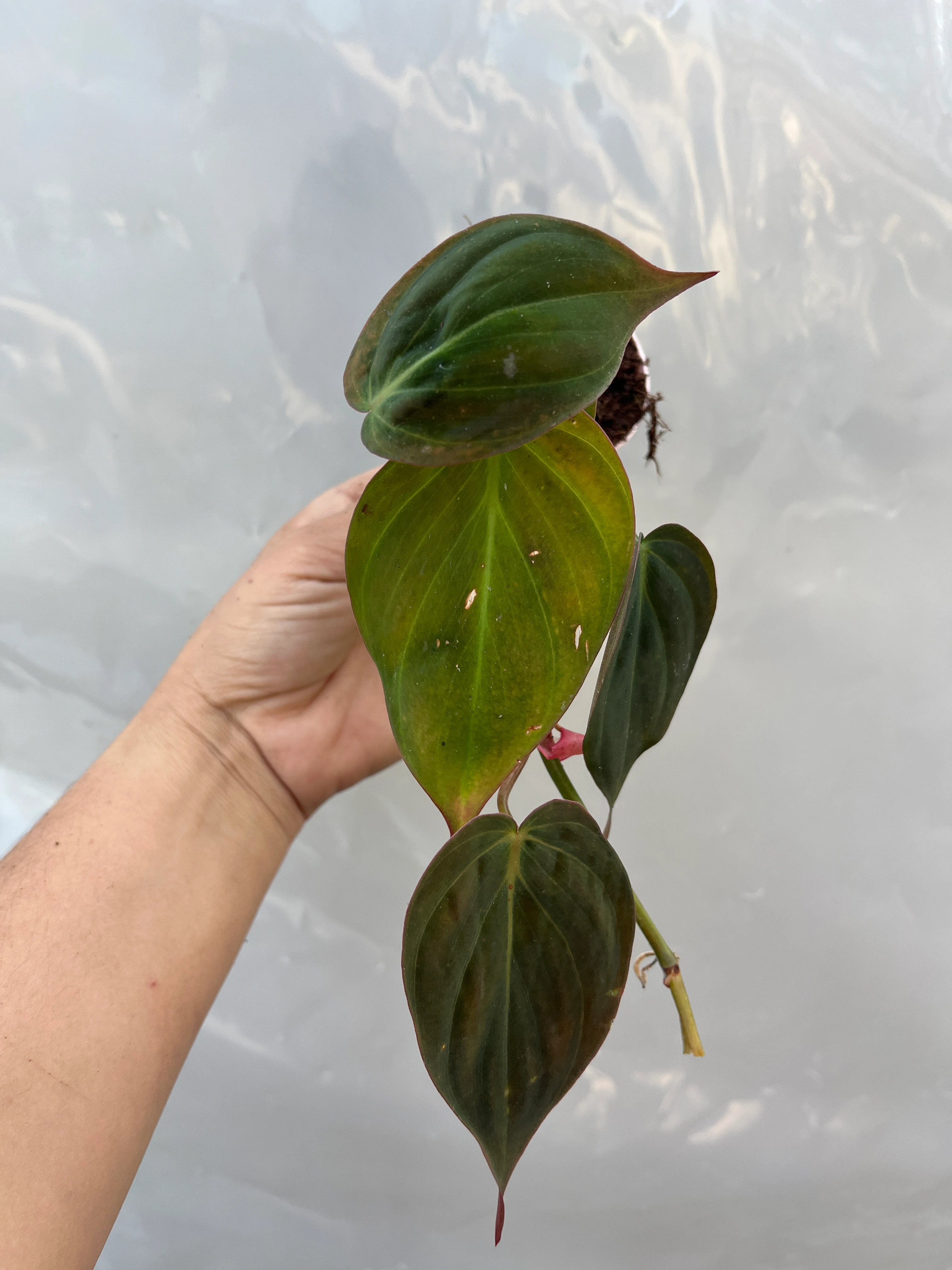 Philodendron Scandens Micans