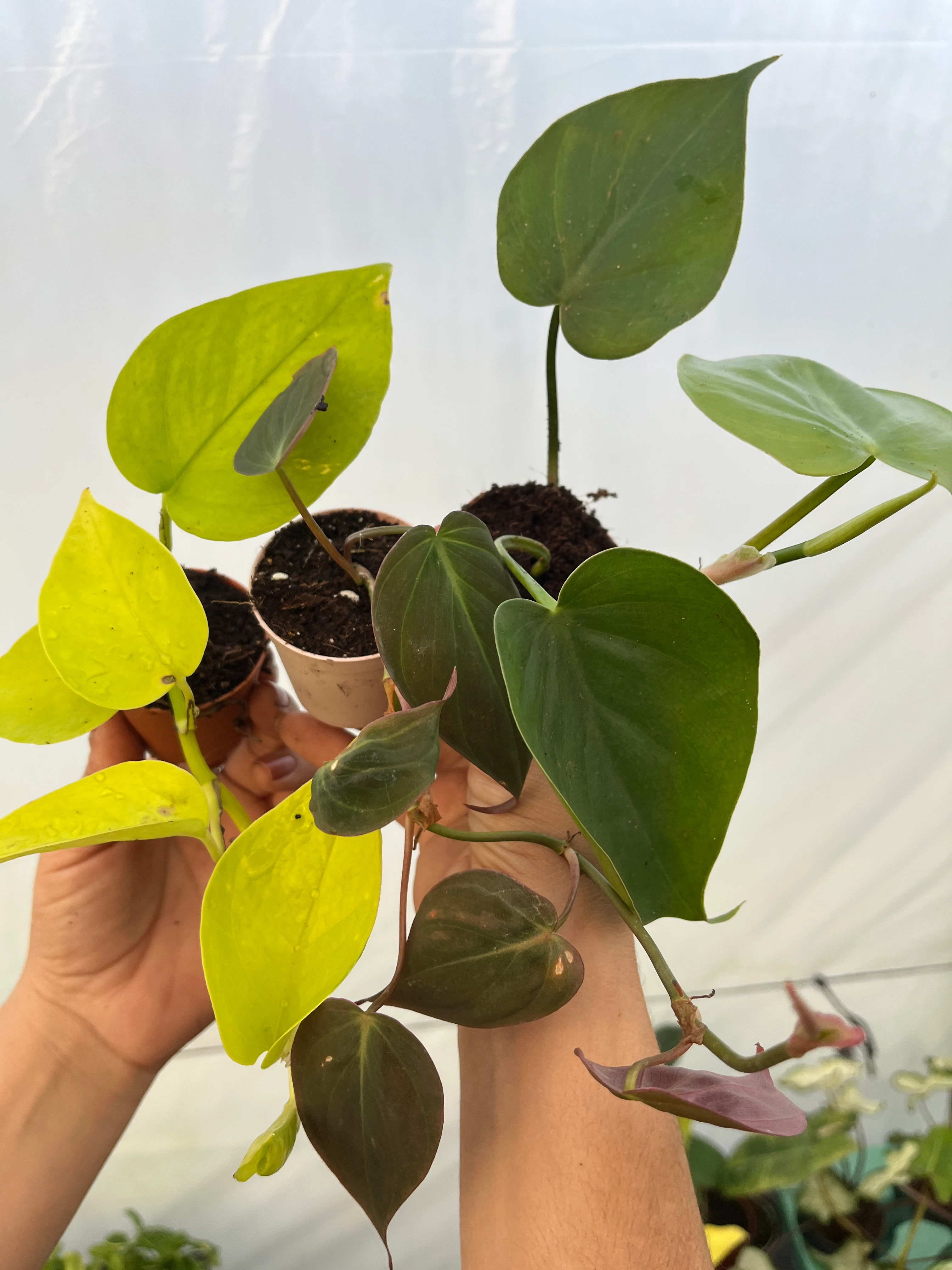 Salon Sarmaşık Set 3lü