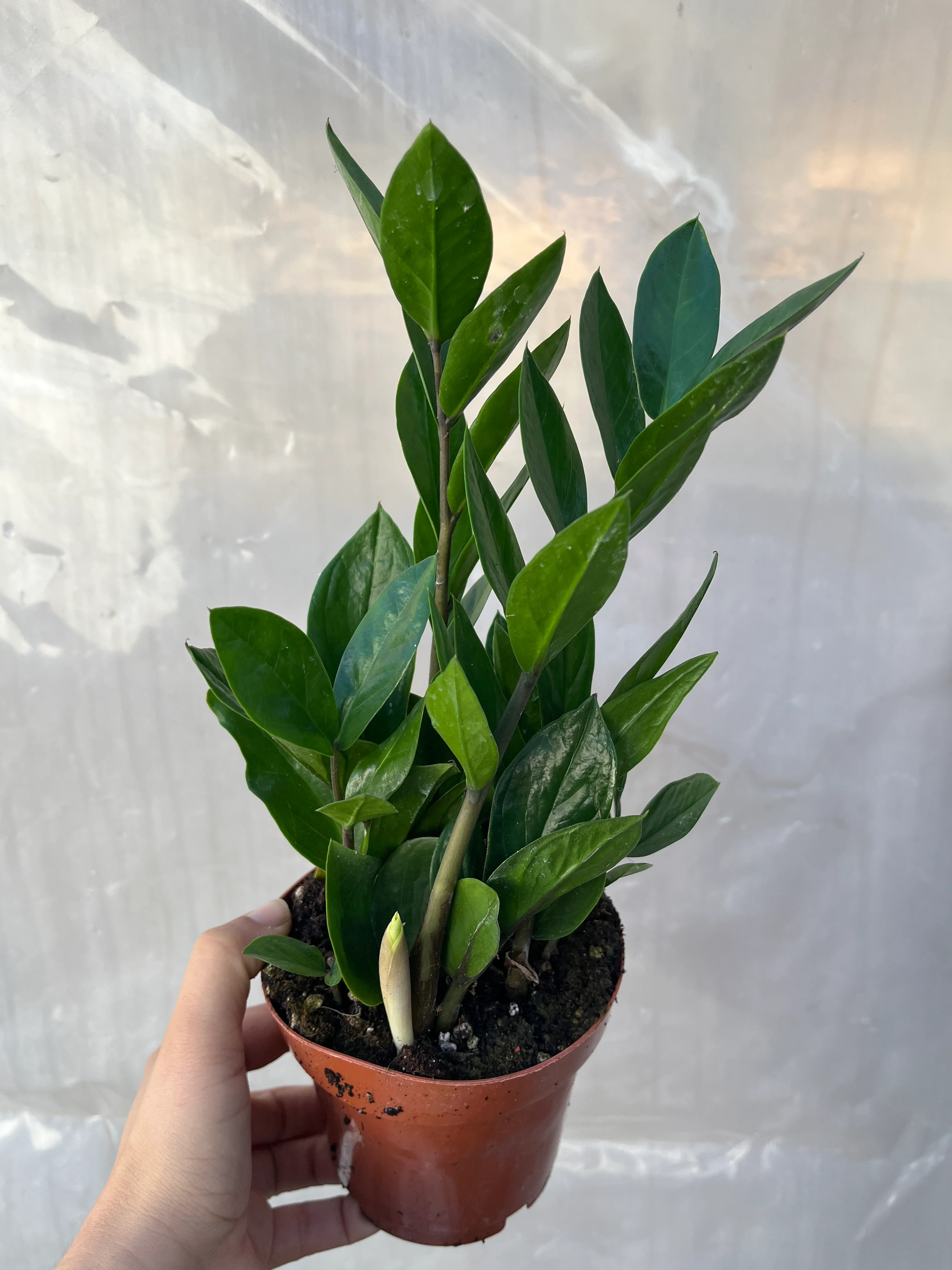 Zamia Bitkisi