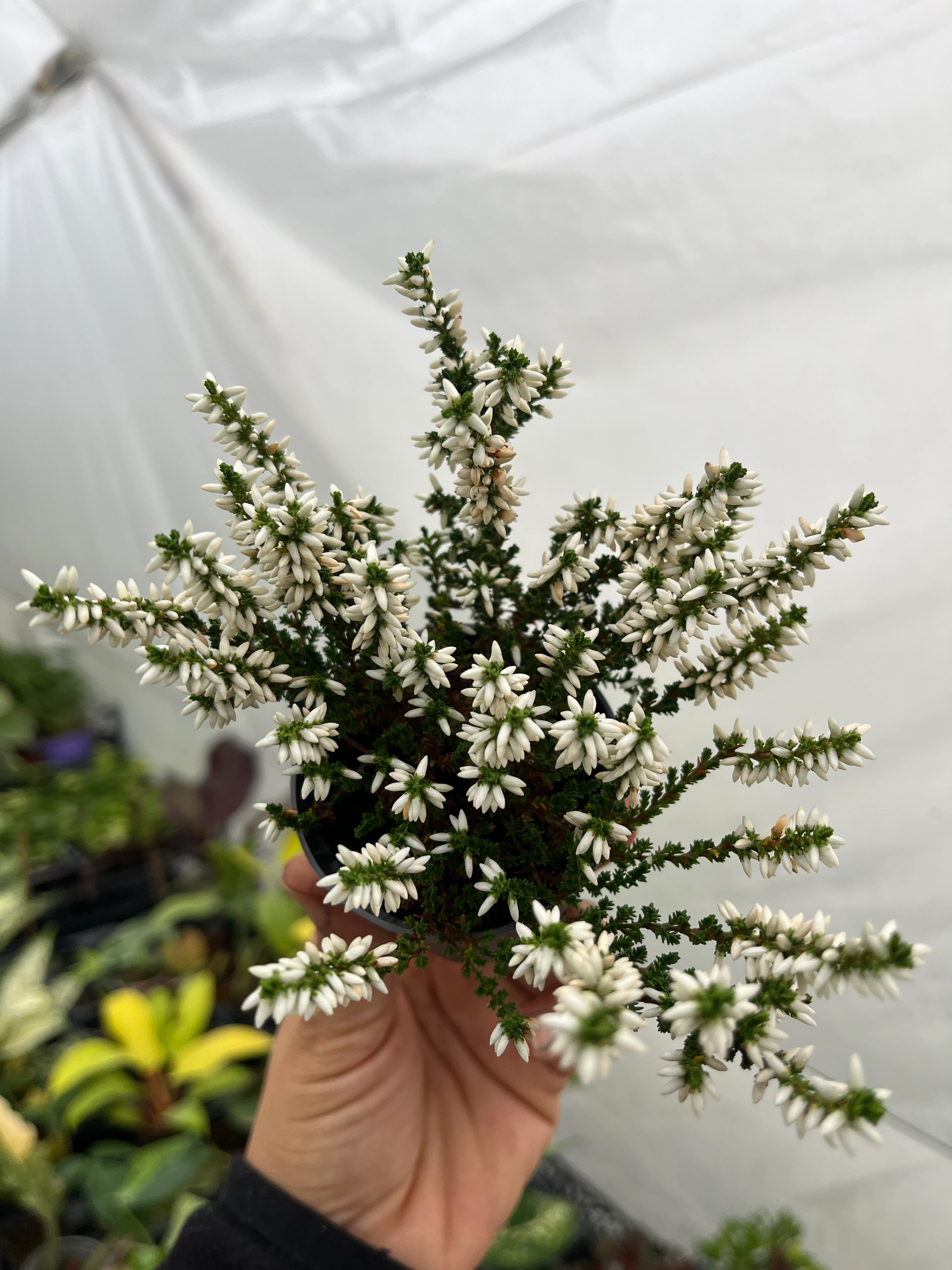 Erika Funda Çiçeği Beyaz