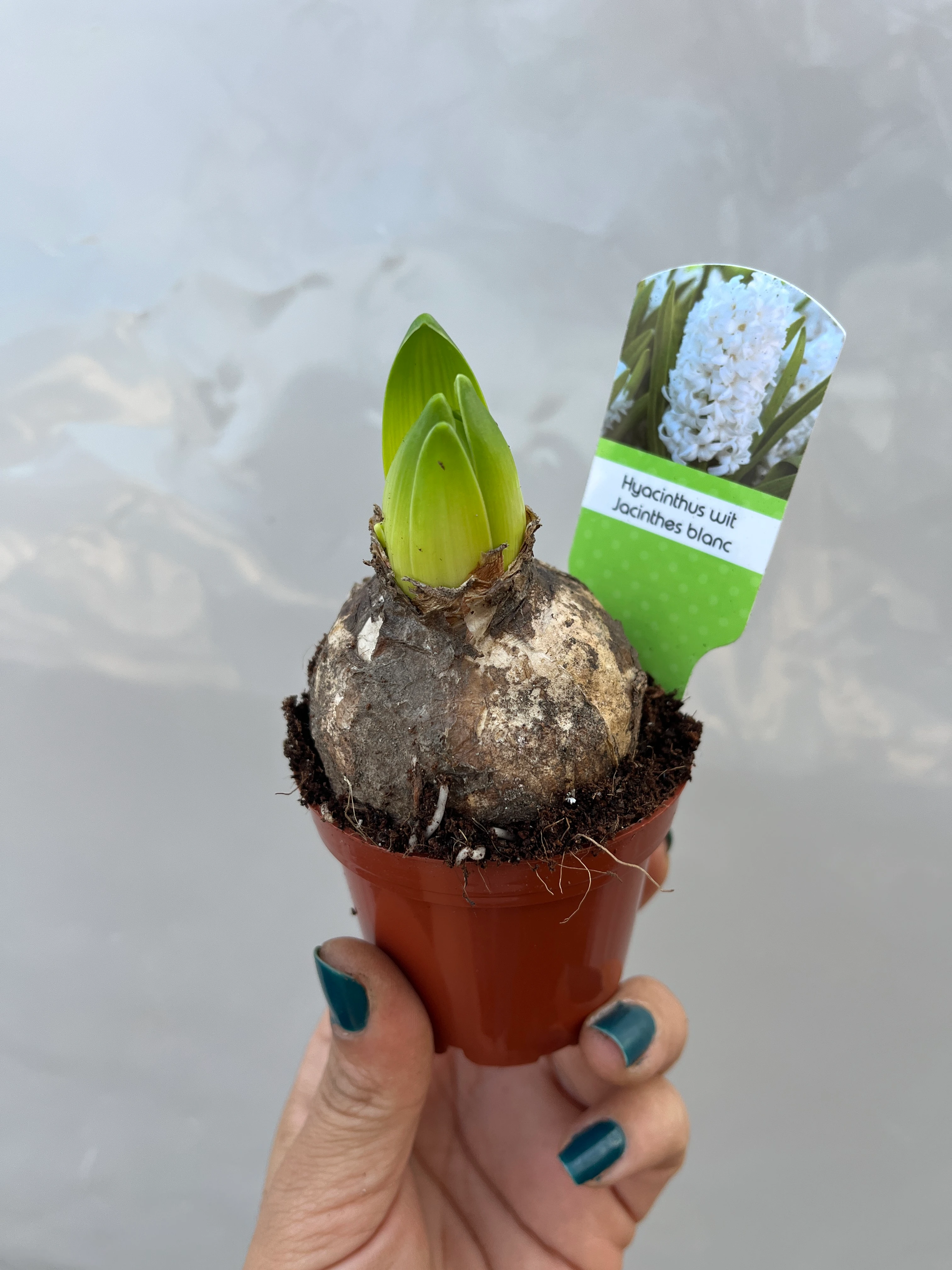 Sümbül Soğanı Beyaz Filizli