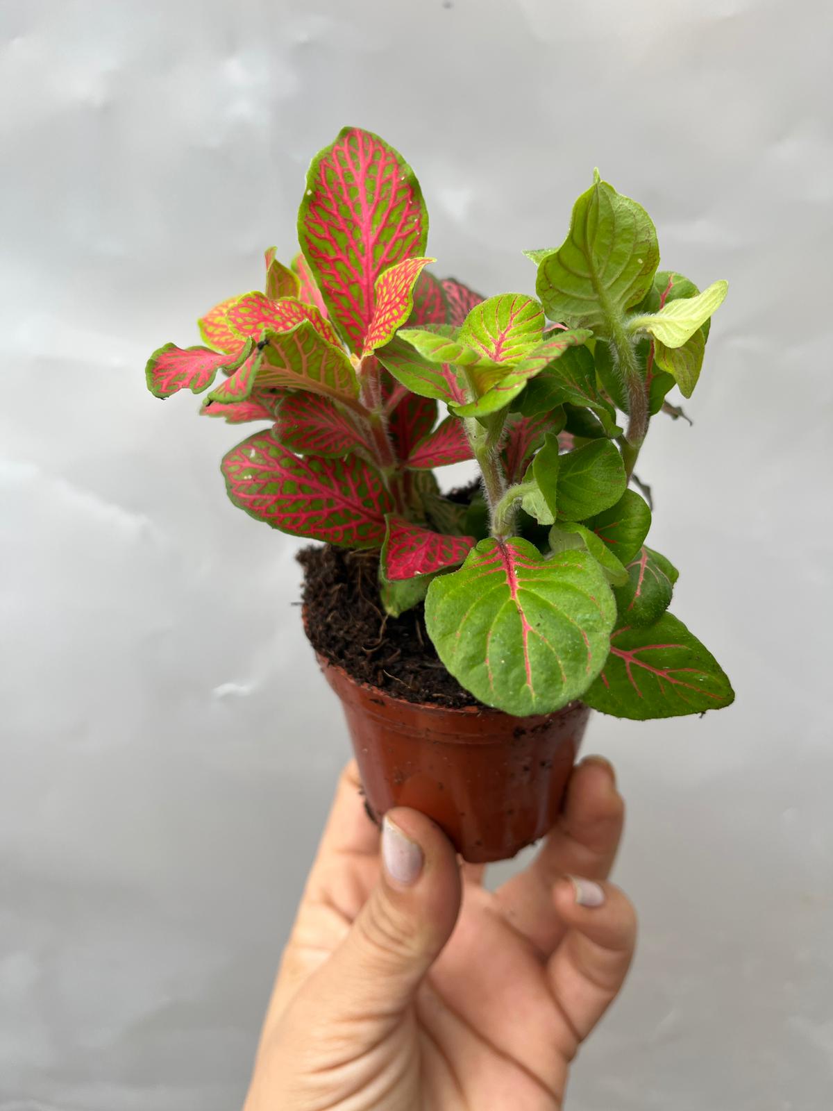 Fittonia 3 Renkli 8,5Lik Saksıda