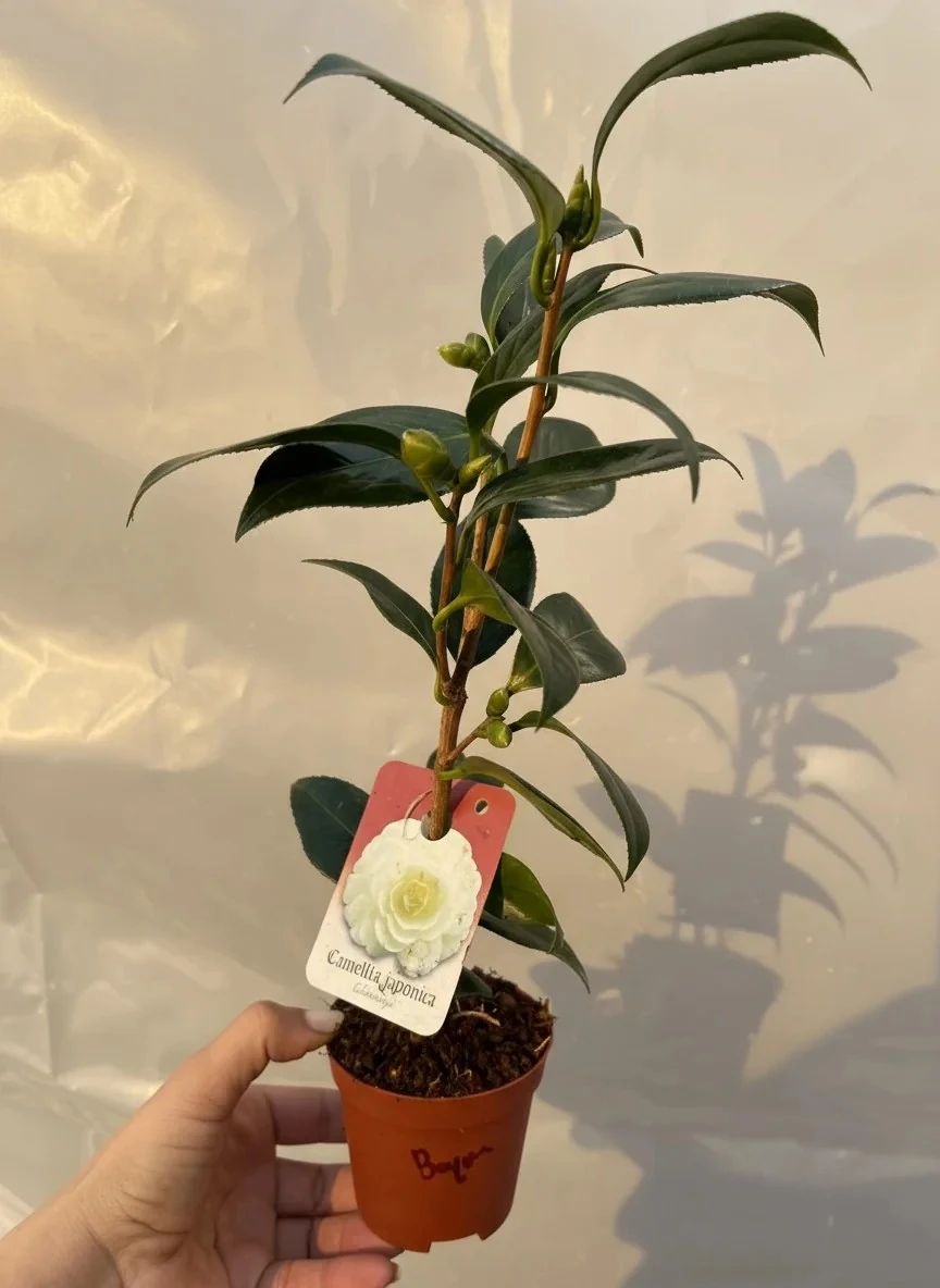 Japon Kamelyası Beyaz 8,5lik Saksıda