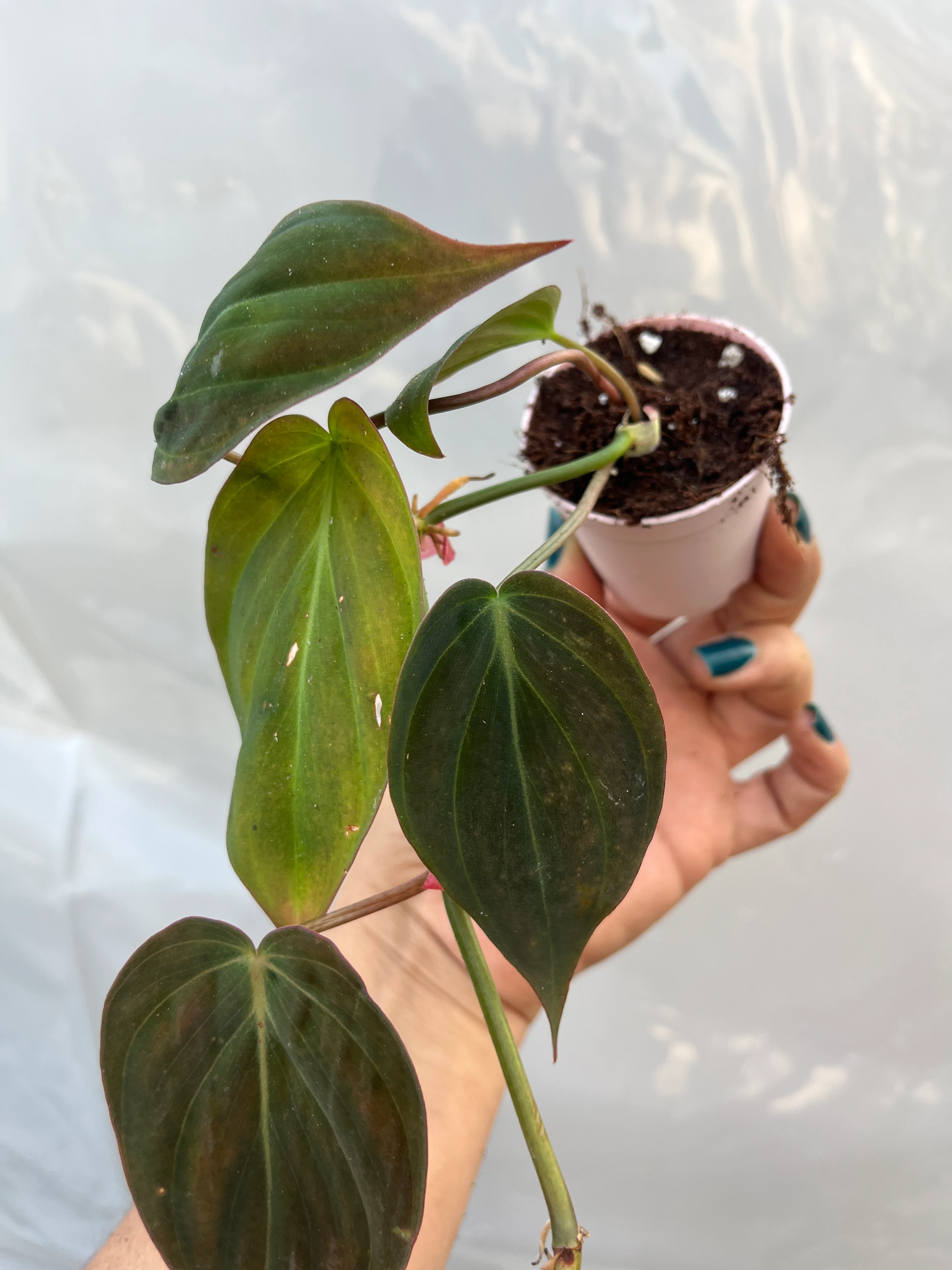 Philodendron Scandens Micans