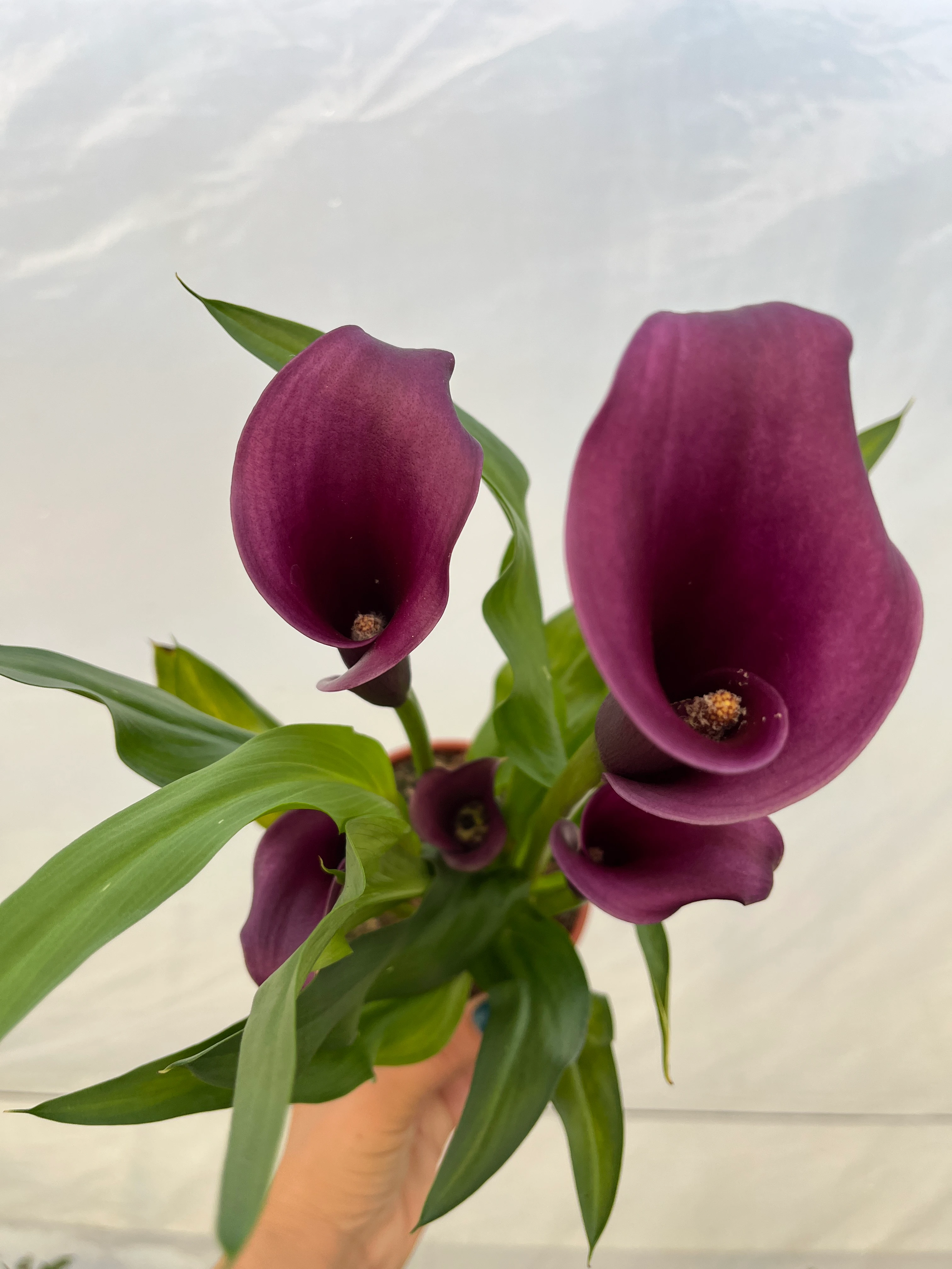 Gala Çiçeği bordo