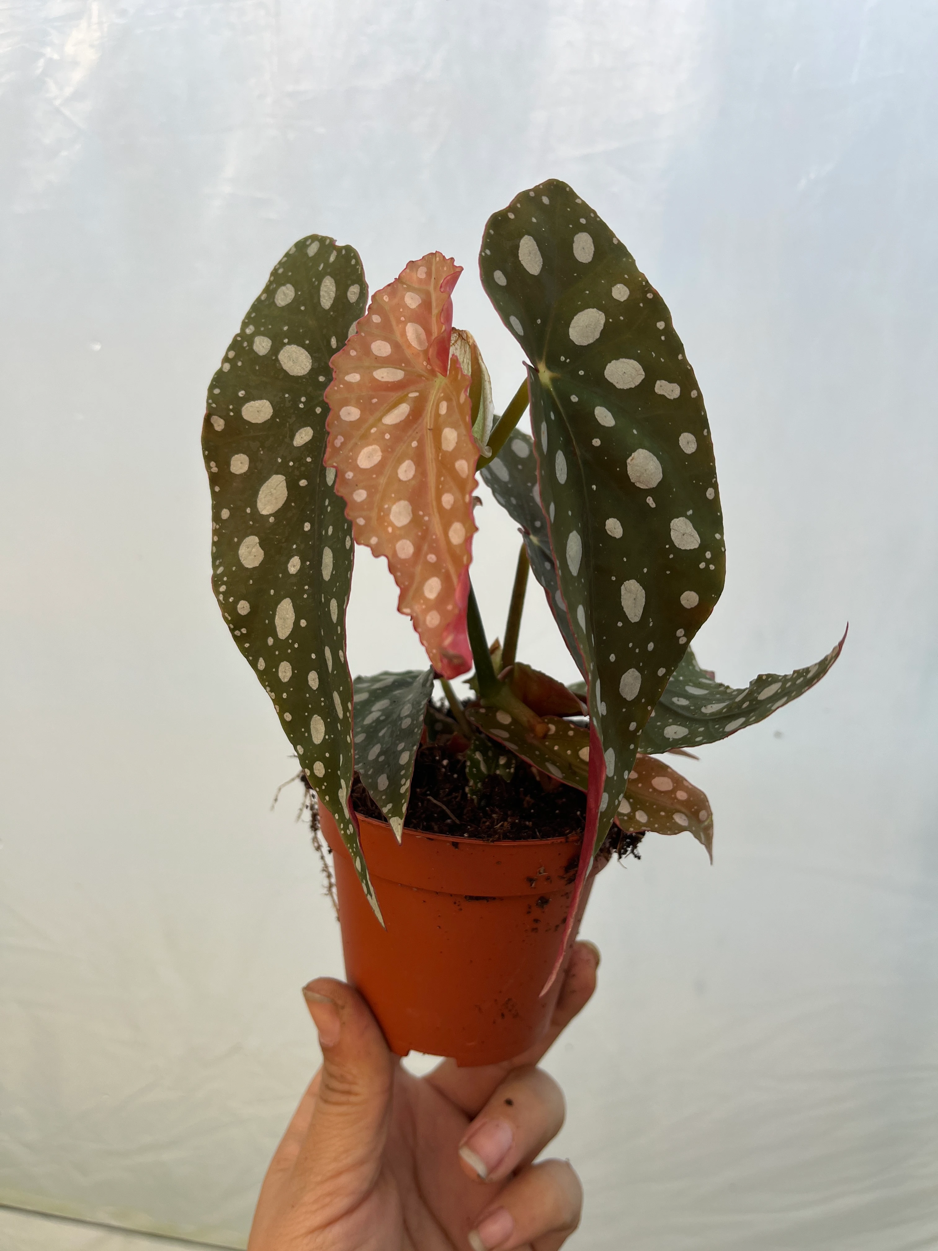 Begonya Maculata Wightii