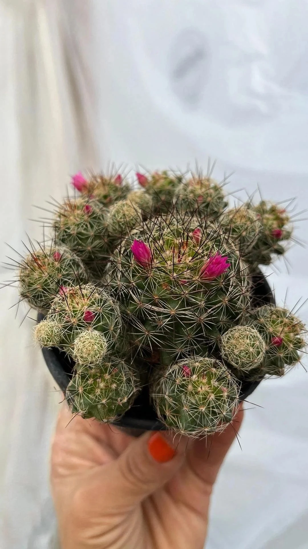 Çiçekli Kaktüs 10,5 lik saksıda