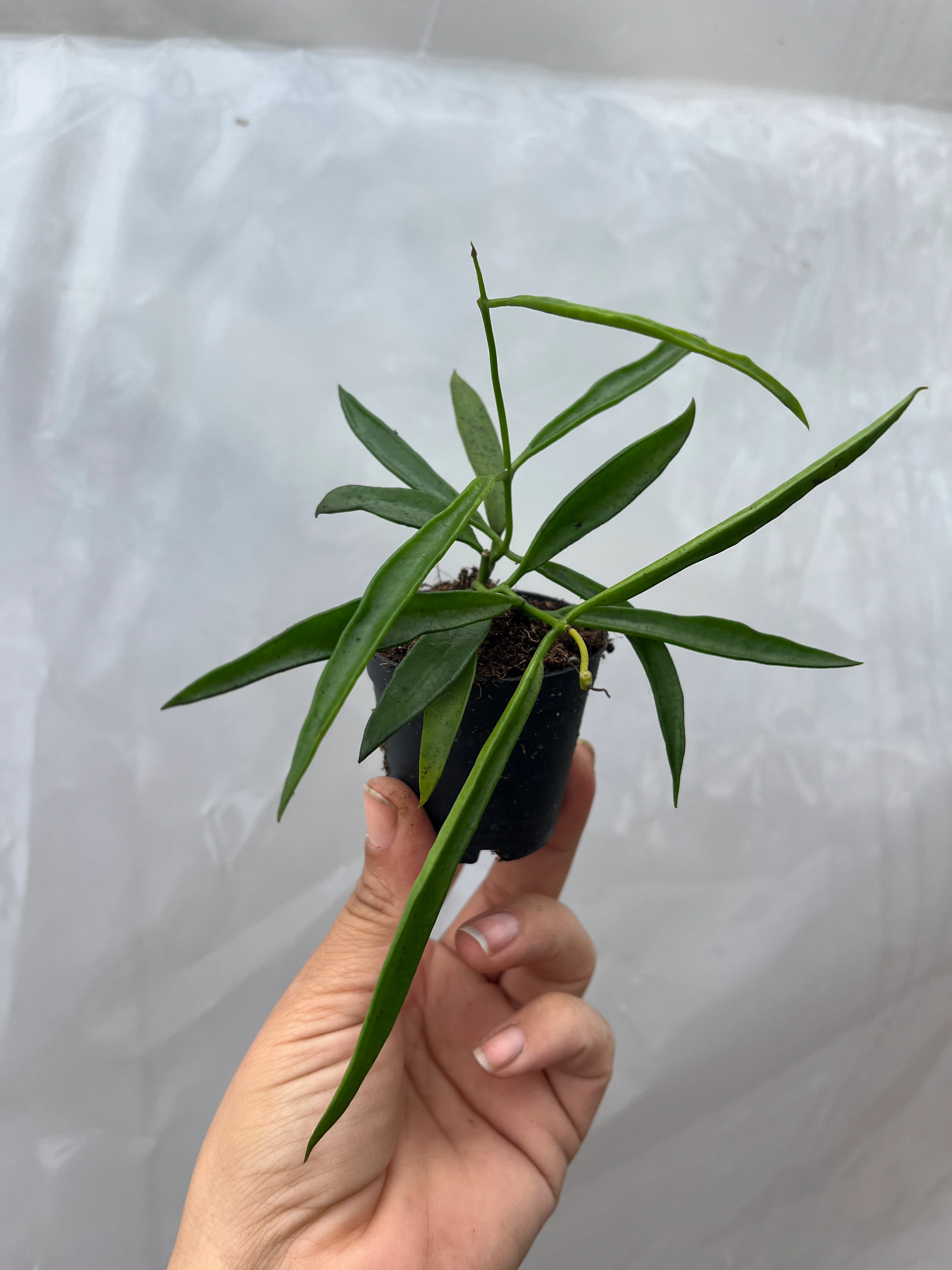 Hoya Longifolia Kokulu Mum Çiçeği