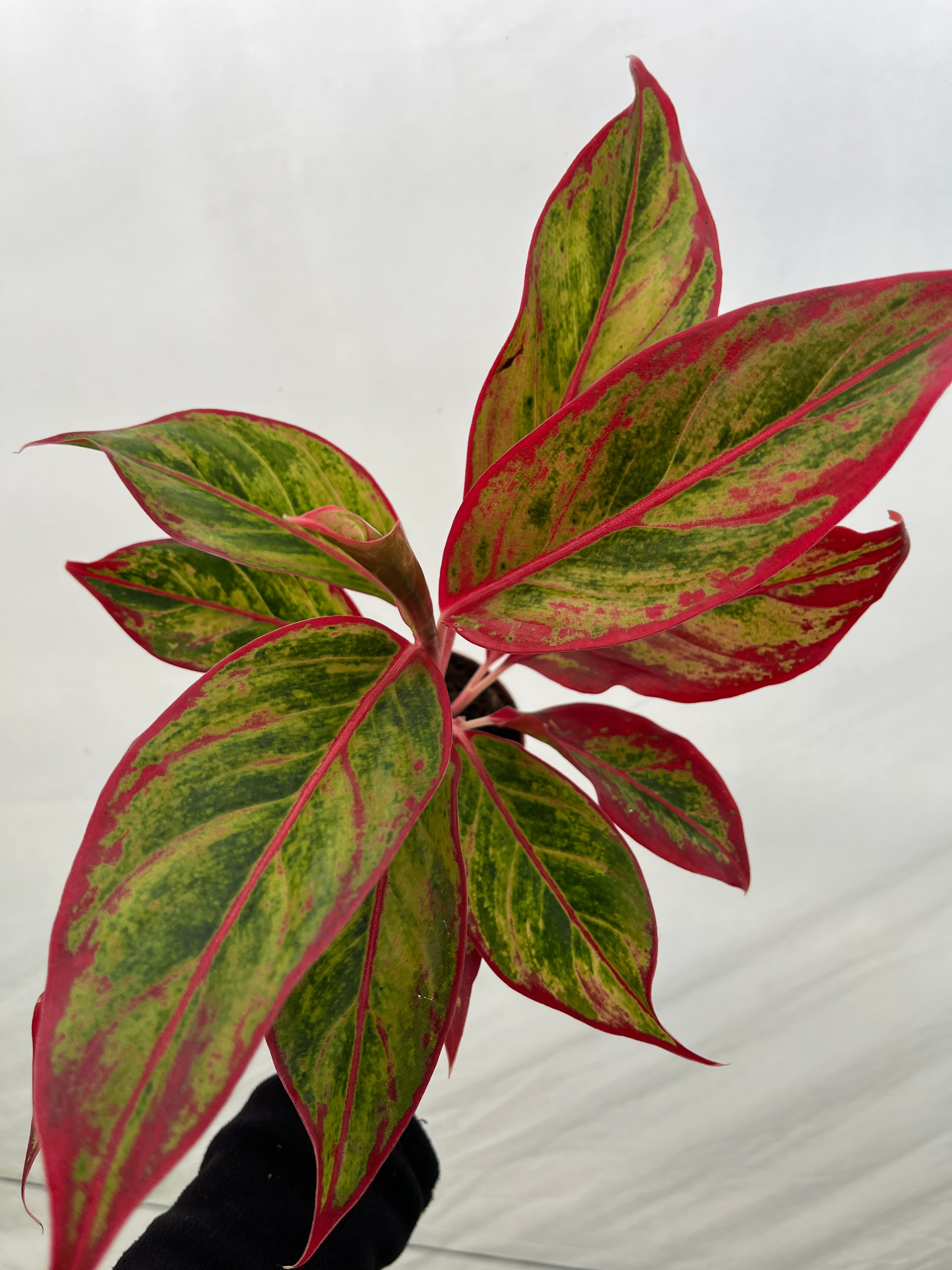 Aglaonema Red Crete
