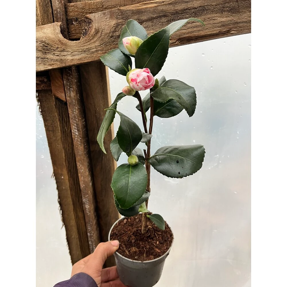 Japon Kamelyası Ebruli 8,5lik Saksıda